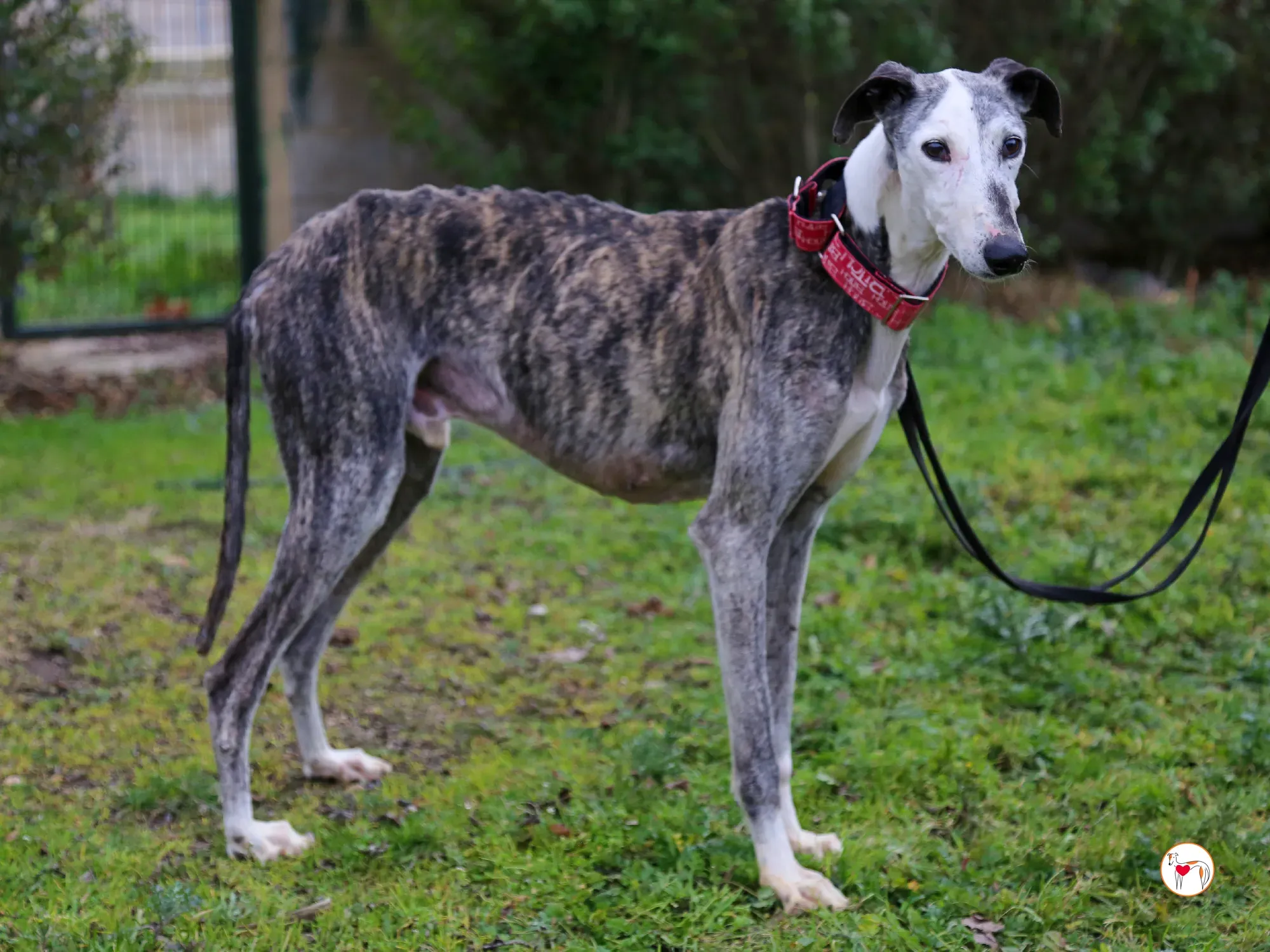 edmundo galgo adozione 18