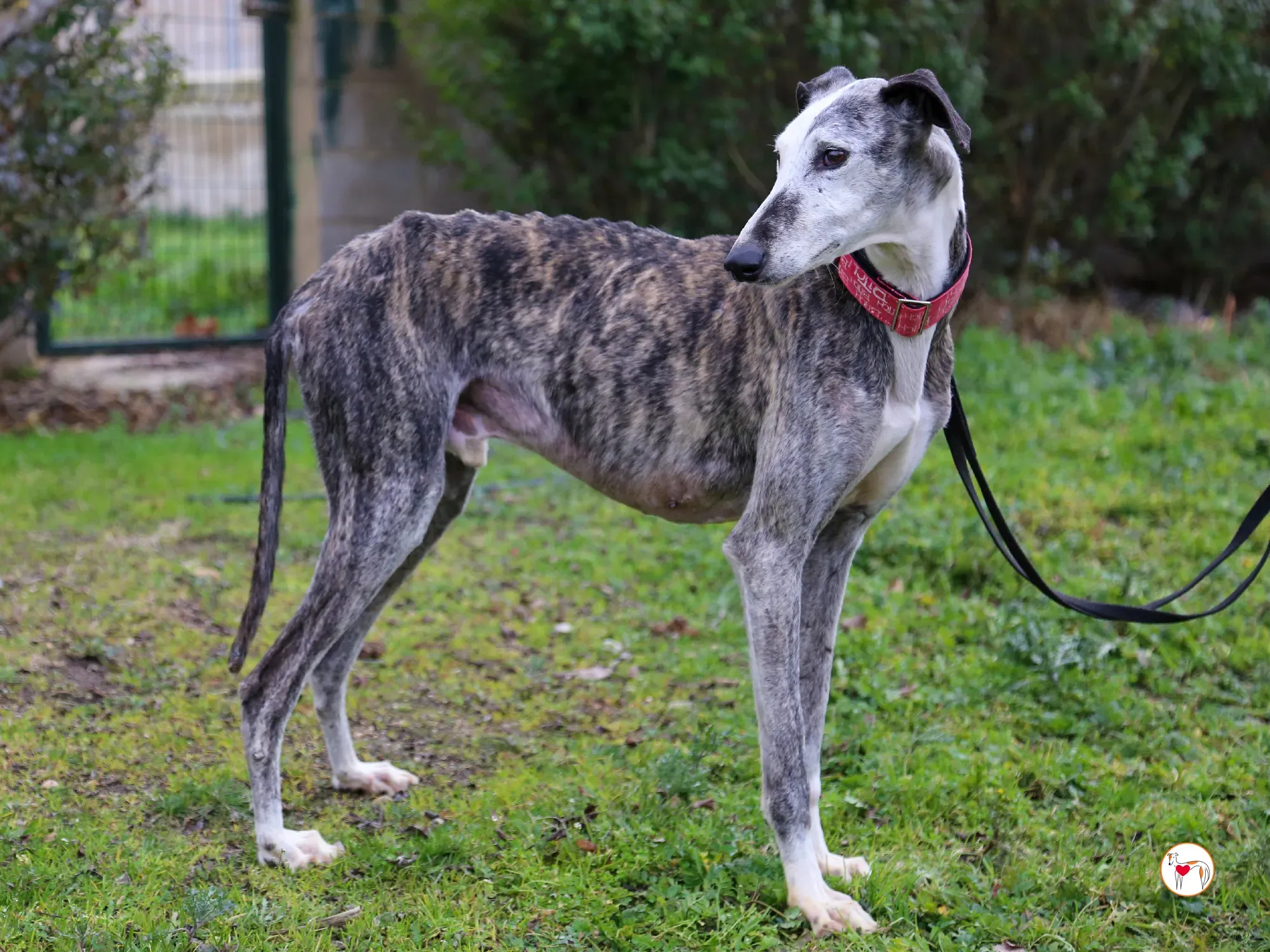 edmundo galgo adozione 19