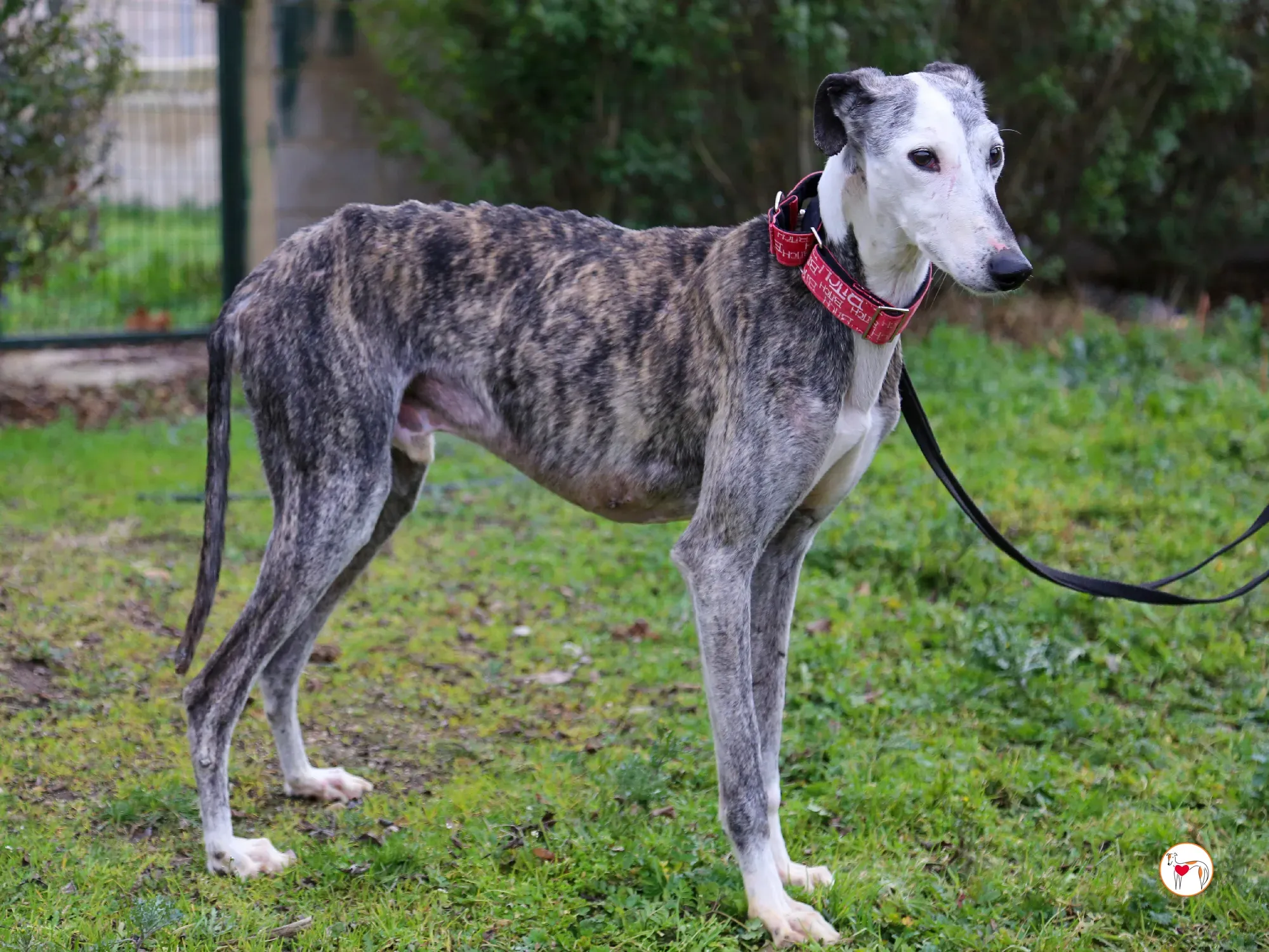 edmundo galgo adozione 20