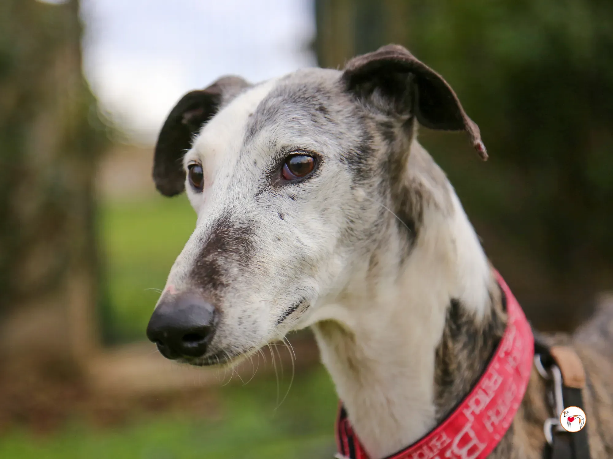 edmundo galgo adozione 21