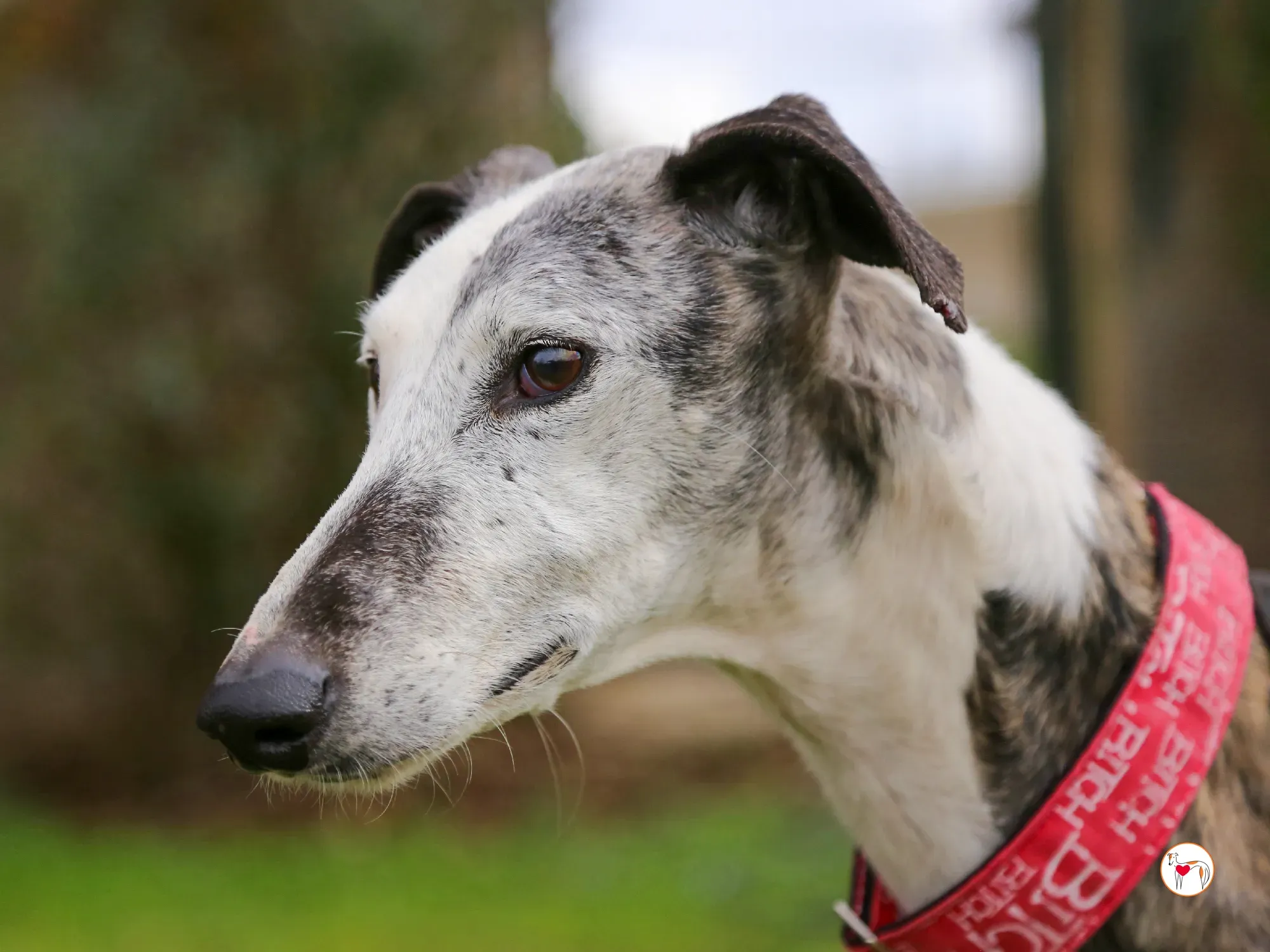 edmundo galgo adozione 22