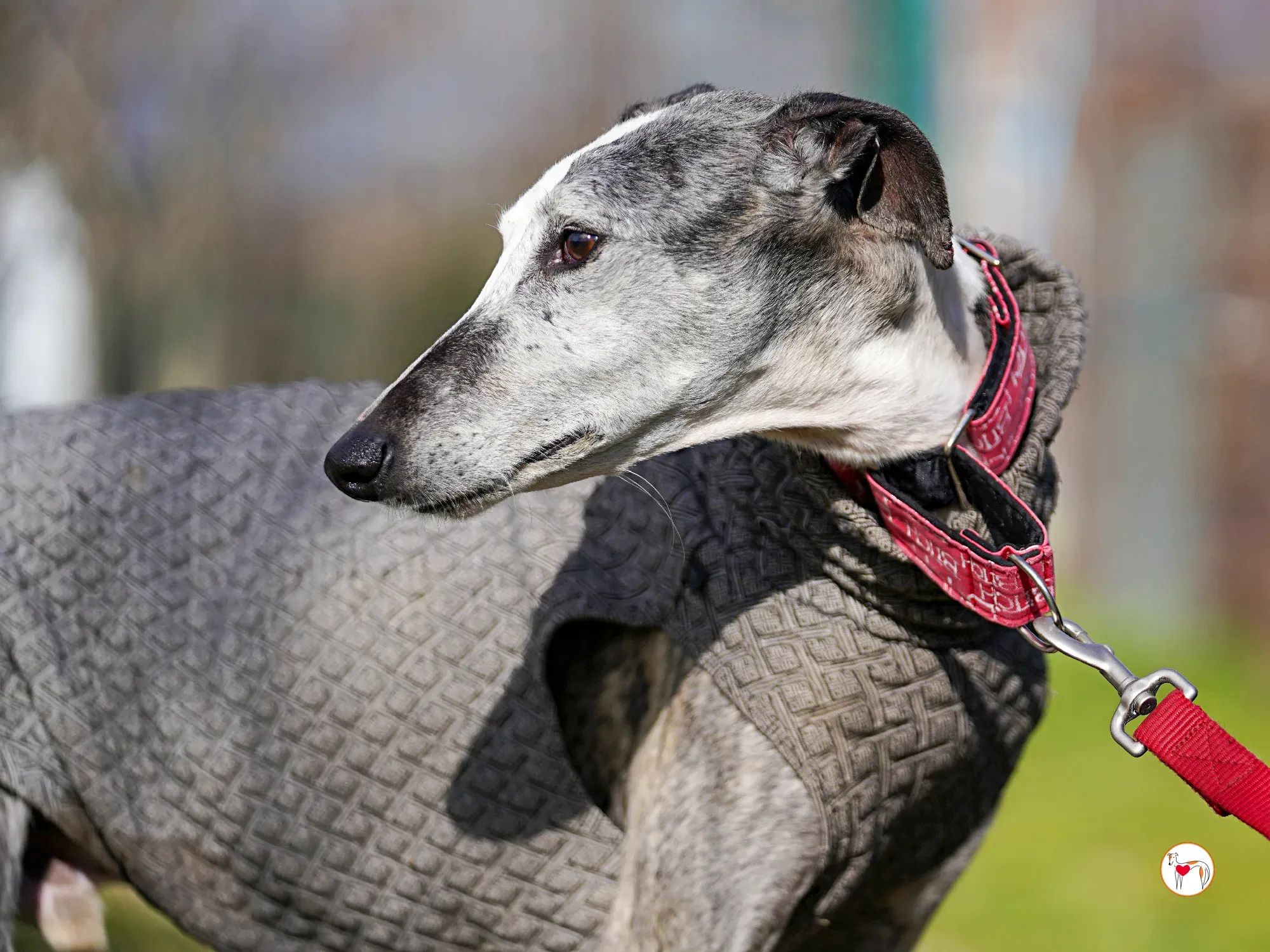 edmundo galgo adozione 23