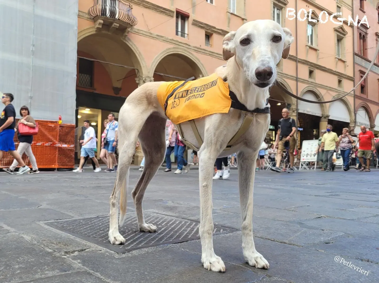 eea008e8 ee00 4d72 bbf0 d23af4831ac7 risultato