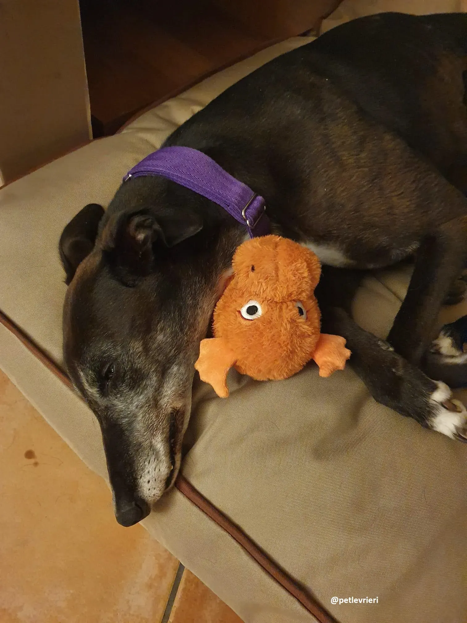 eedie adozione greyhound 1 1