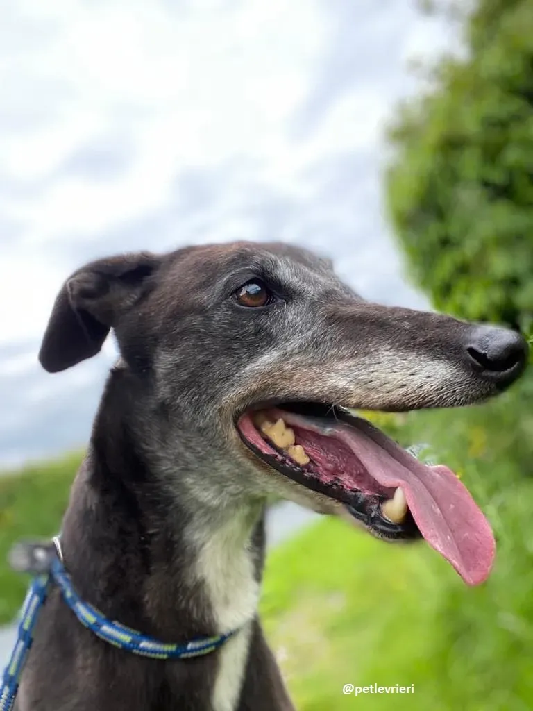 eedie adozione greyhound 1