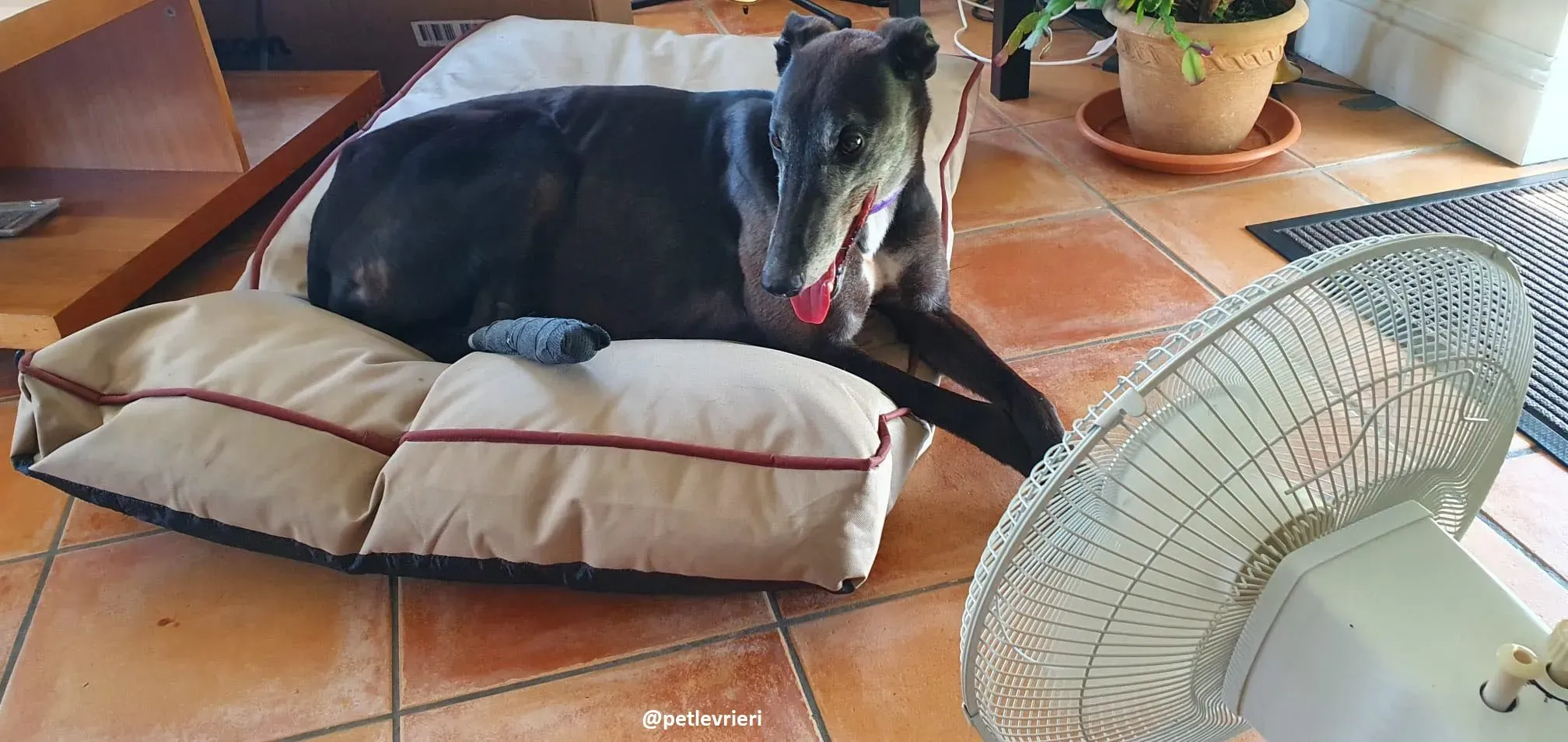 eedie adozione greyhound 11