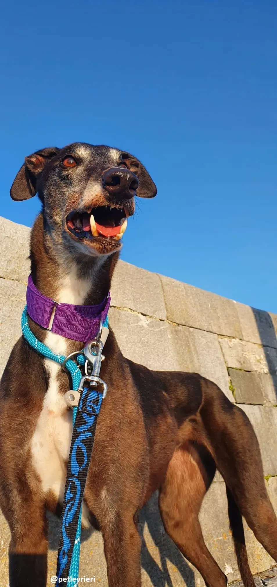 eedie adozione greyhound 2 1