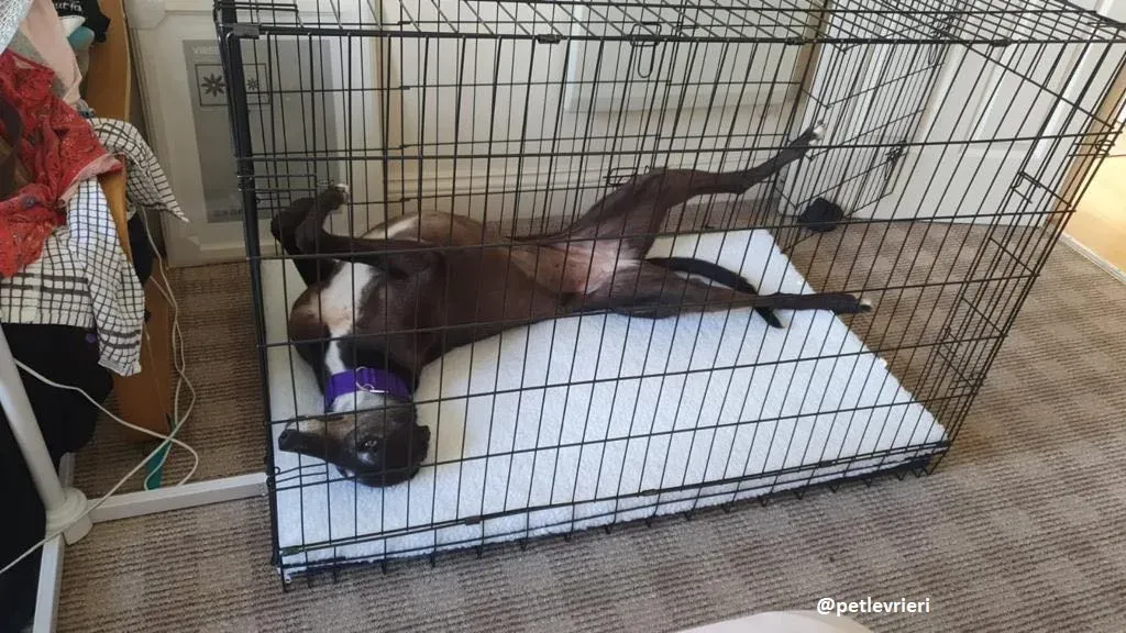 eedie adozione greyhound 2