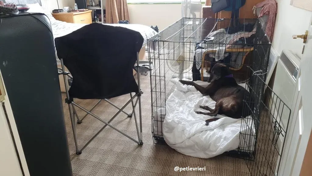 eedie adozione greyhound 22