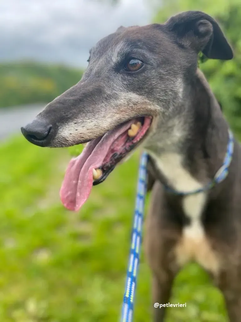 eedie adozione greyhound 3