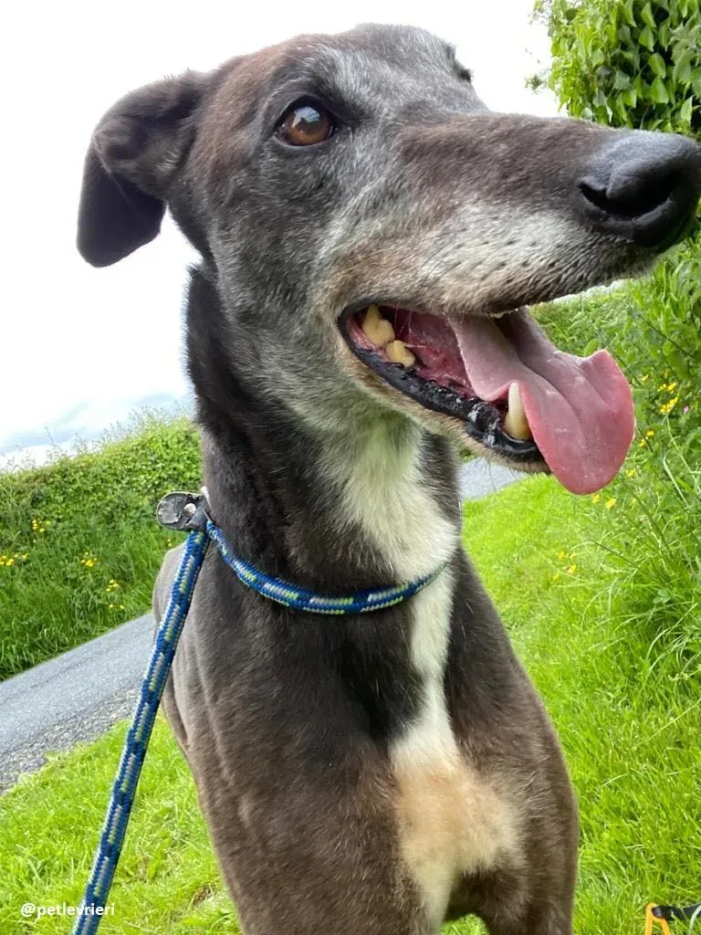 eedie adozione greyhound 4