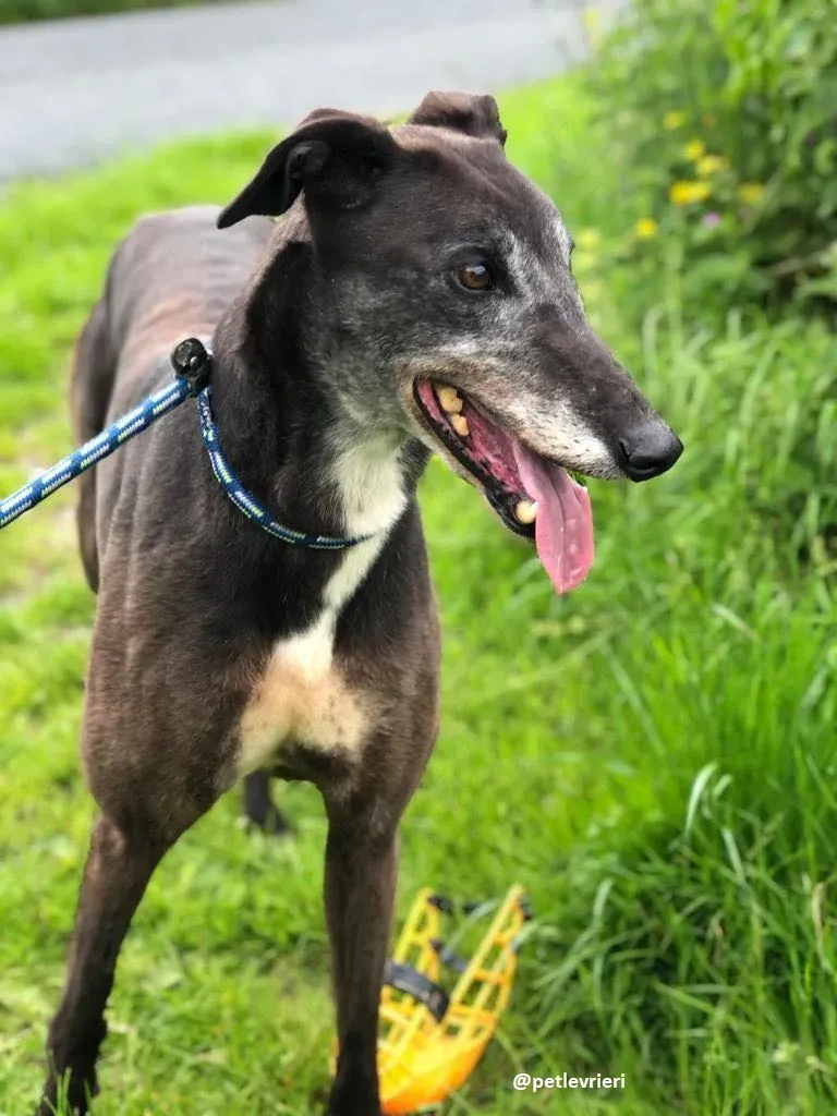 eedie adozione greyhound 5