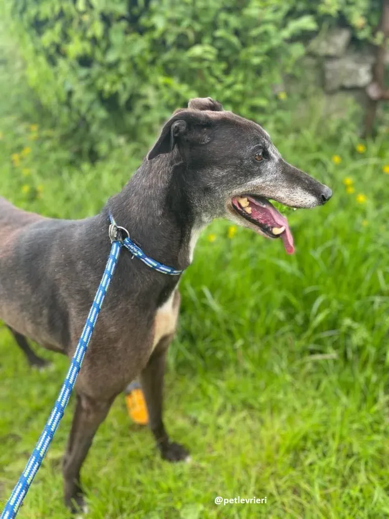 eedie adozione greyhound 6