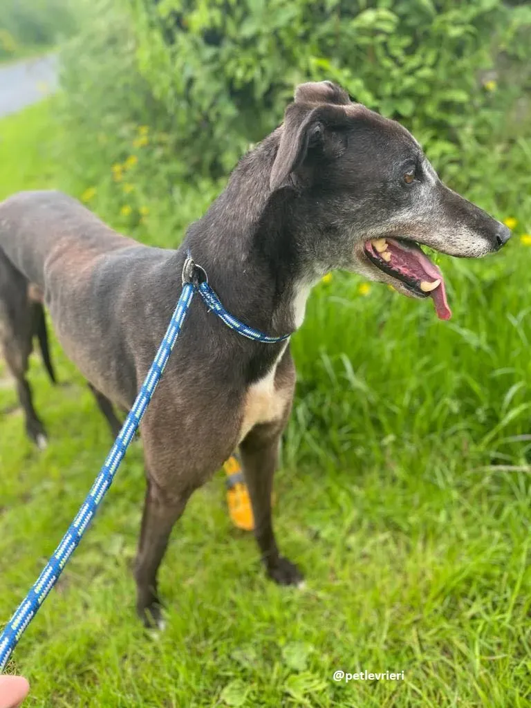 eedie adozione greyhound 7