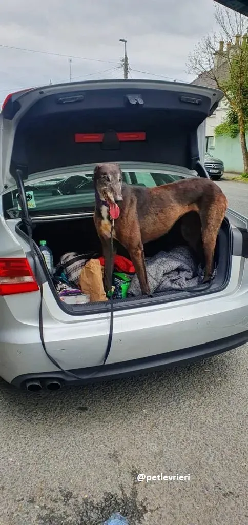 eedie adozione greyhound 8