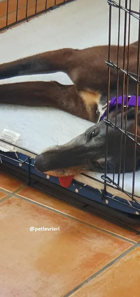eedie adozione greyhound 9
