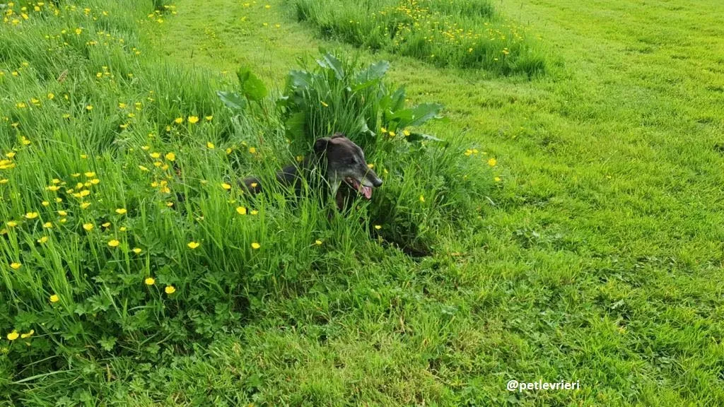 eedie adozione greyhound