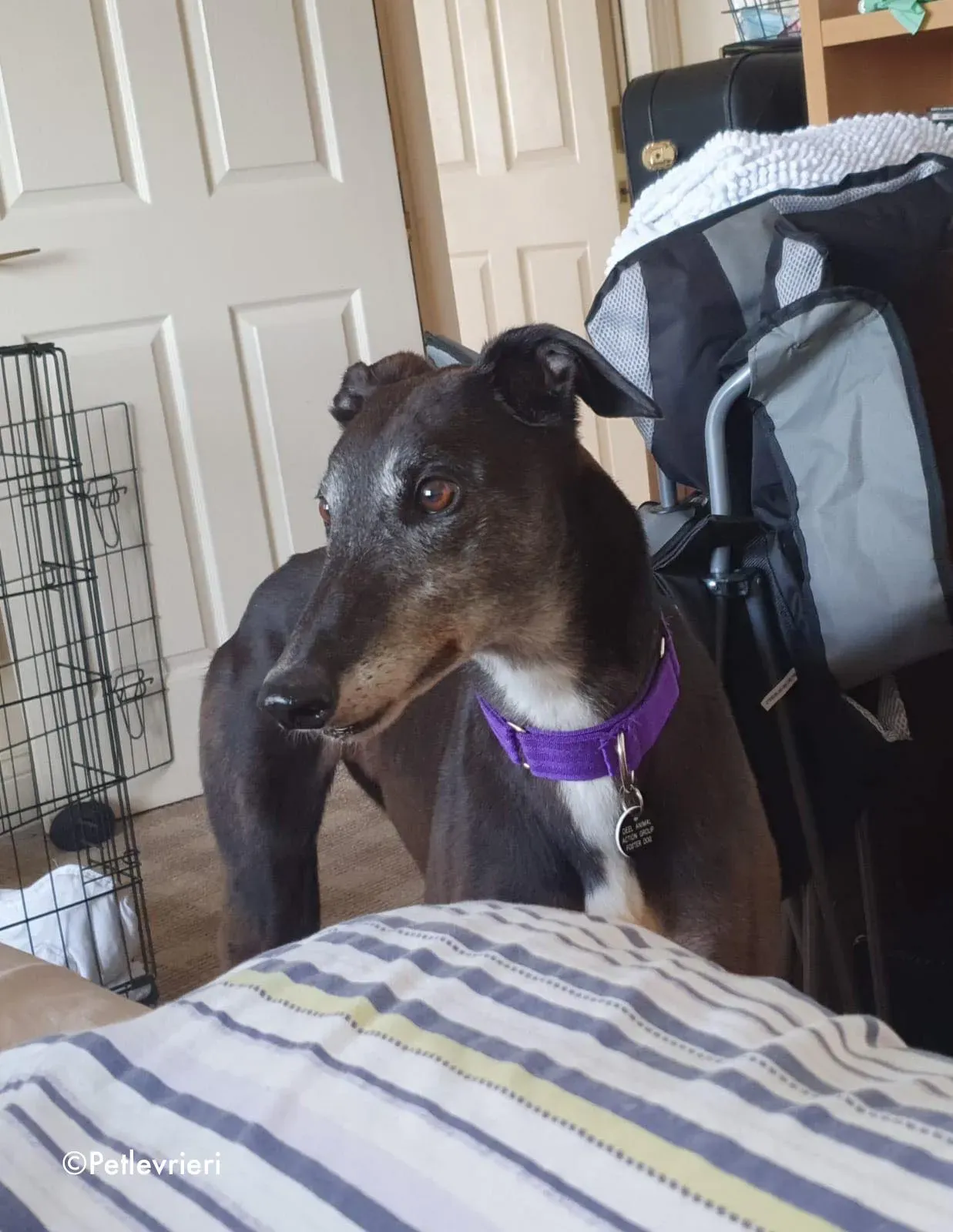 eedie adozione levrieri greyhound 1