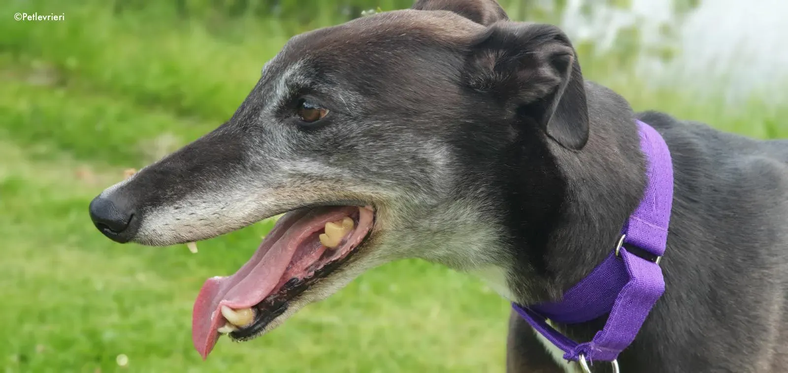 eedie adozione levrieri greyhound 10