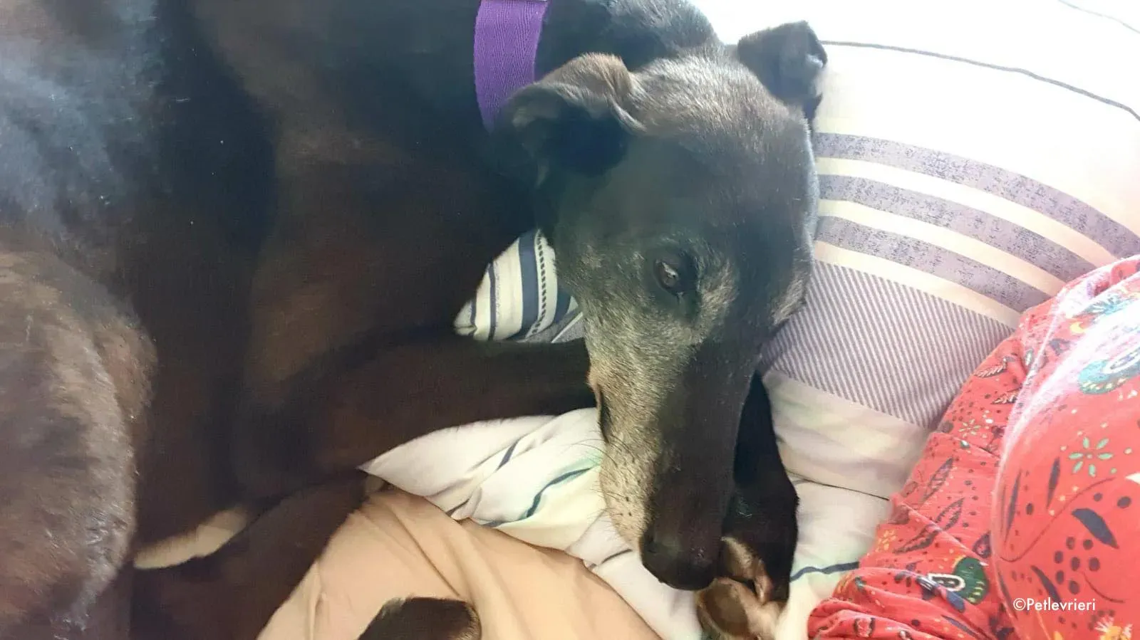 eedie adozione levrieri greyhound 2