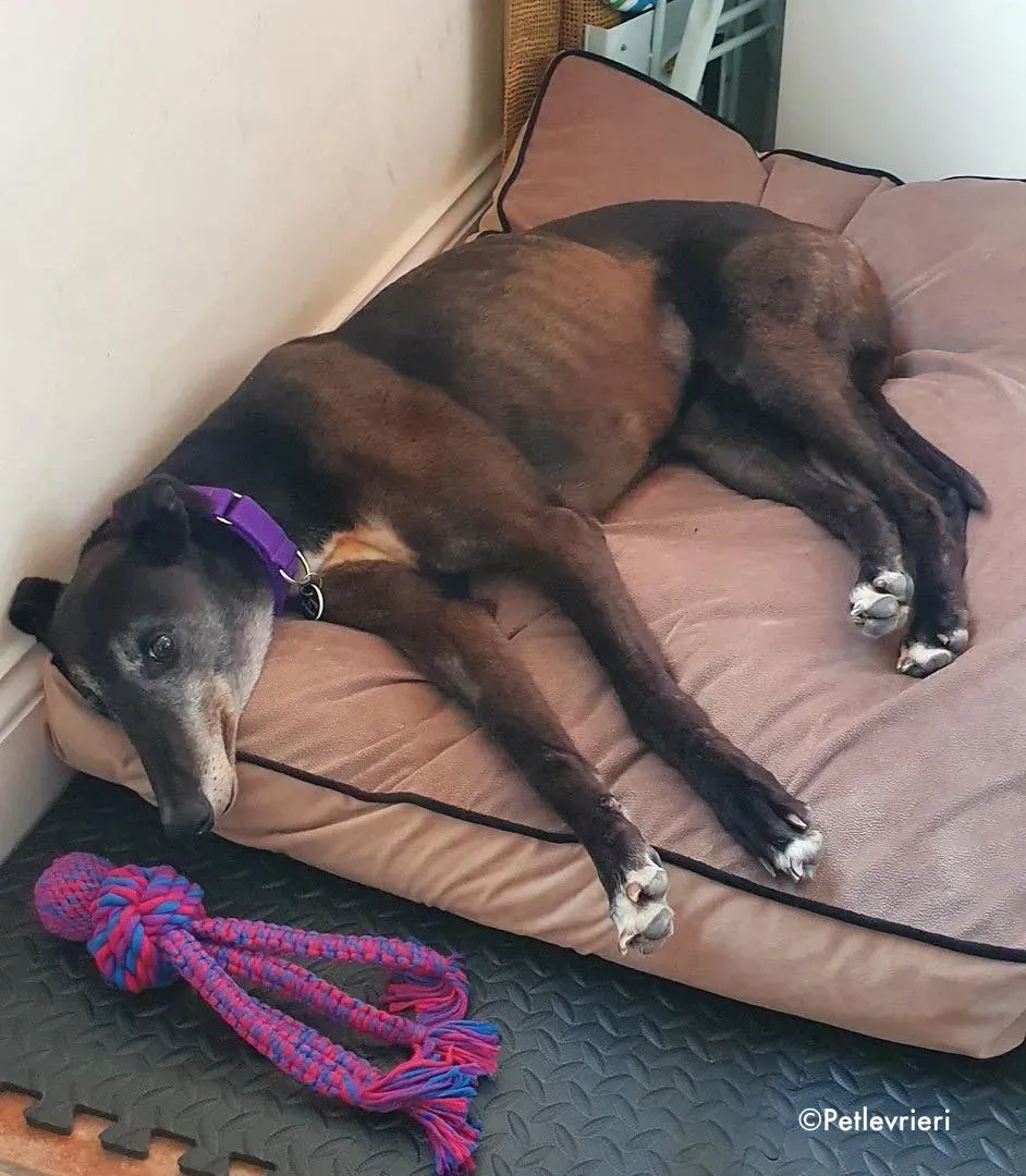 eedie adozione levrieri greyhound 3