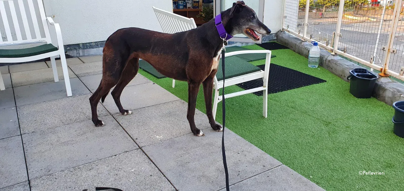 eedie adozione levrieri greyhound 4