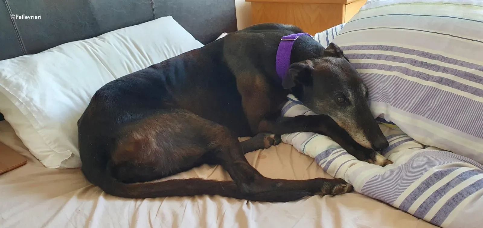 eedie adozione levrieri greyhound 5