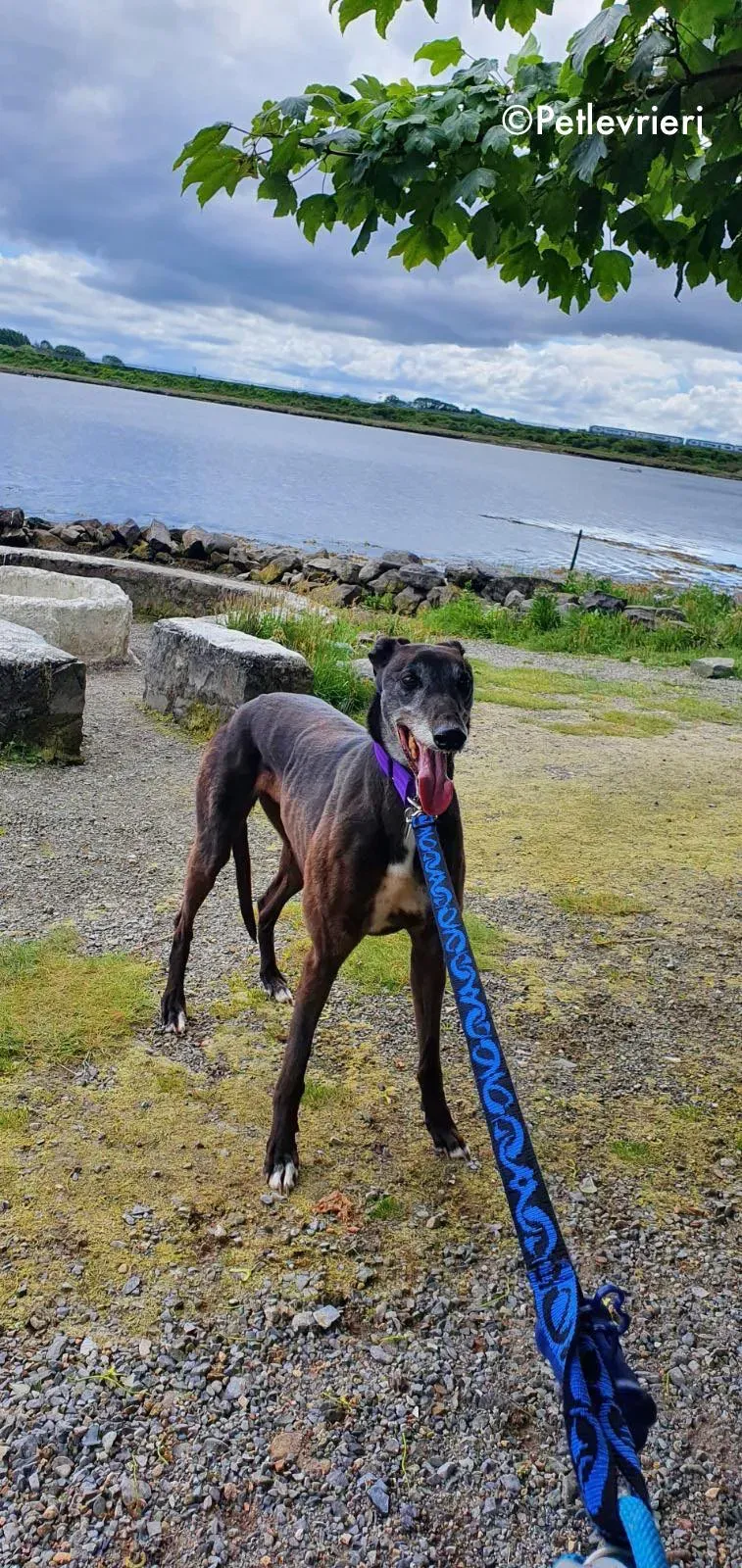 eedie adozione levrieri greyhound 6