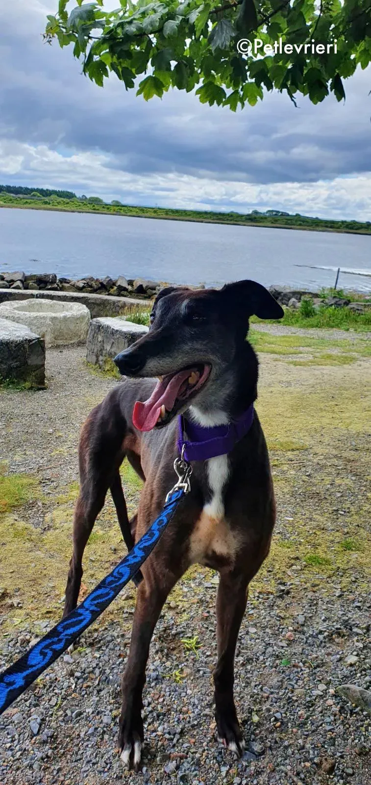 eedie adozione levrieri greyhound 7