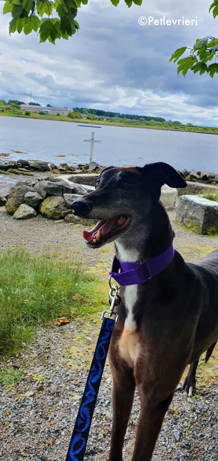 eedie adozione levrieri greyhound 8