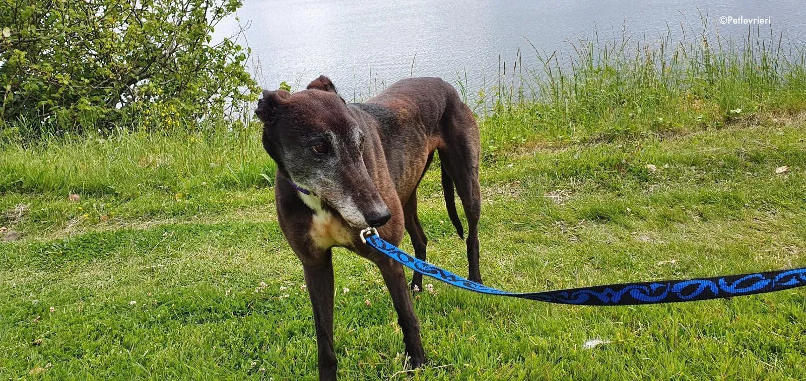 eedie adozione levrieri greyhound 9