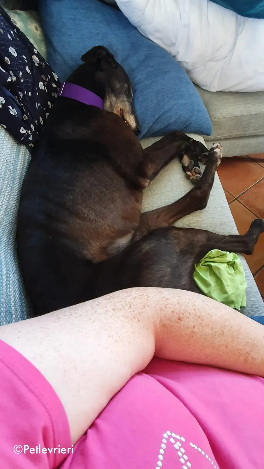 eedie adozione levrieri greyhound