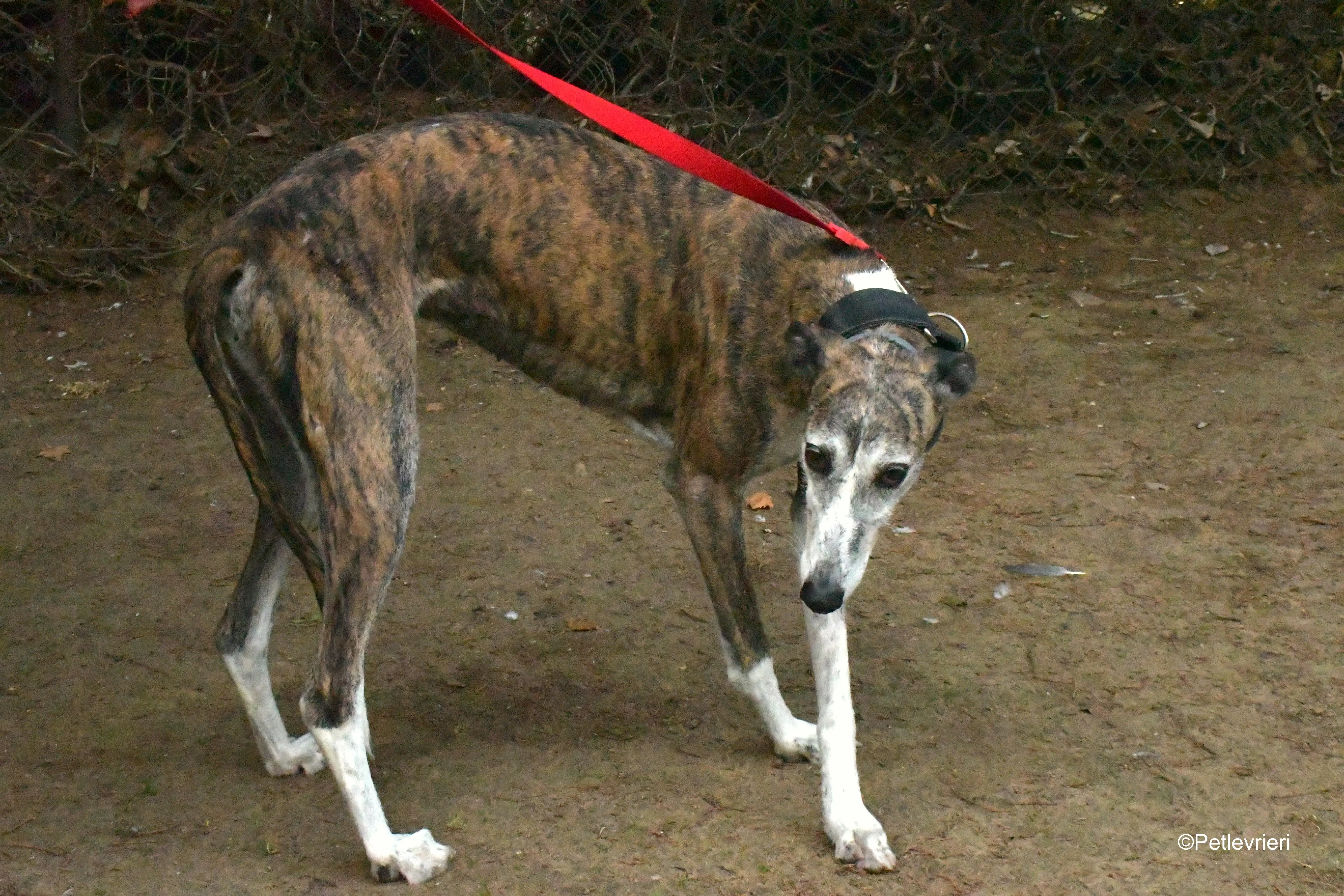 eidhen adozione levrieri galgo 1