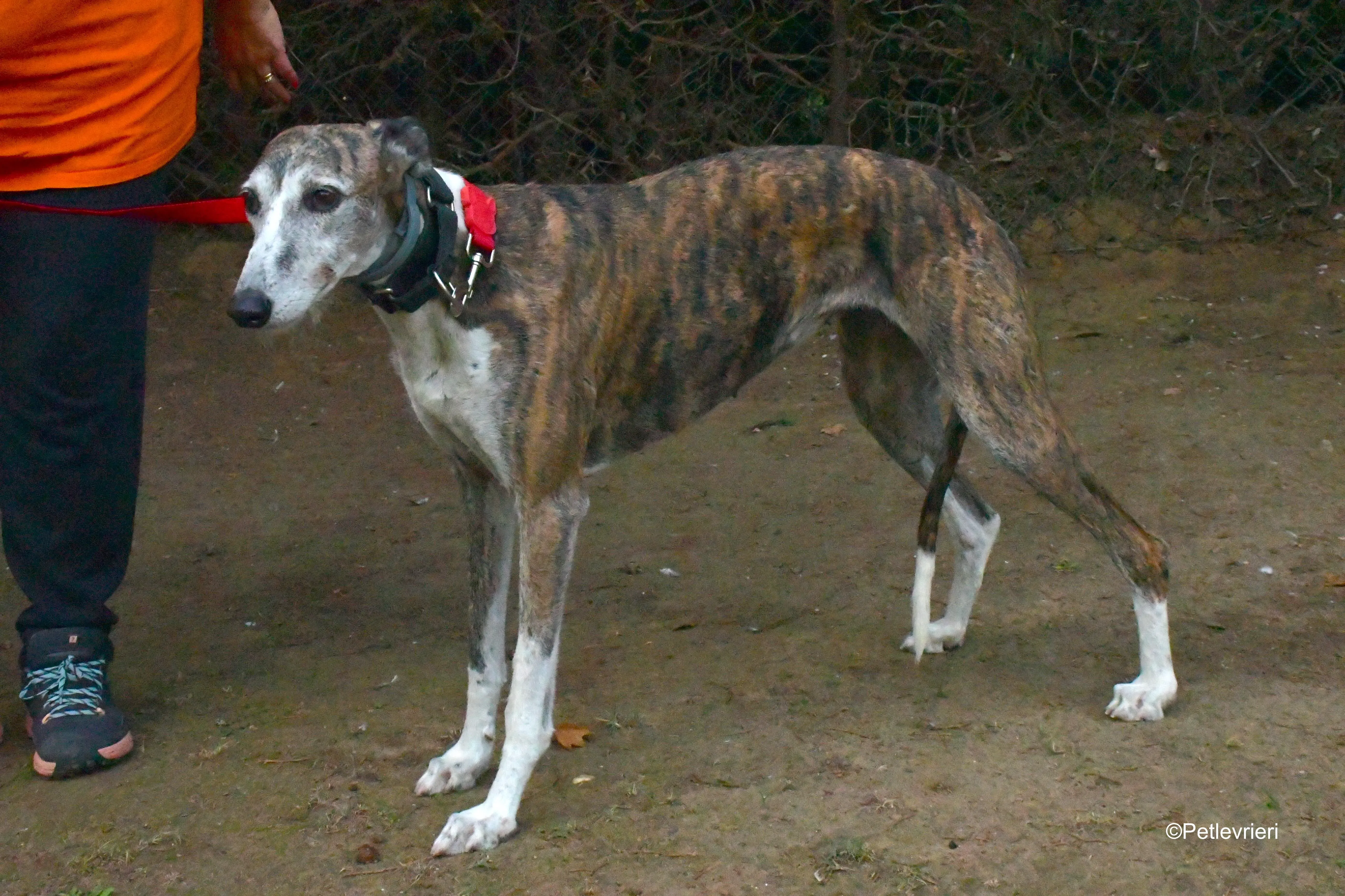 eidhen adozione levrieri galgo 10