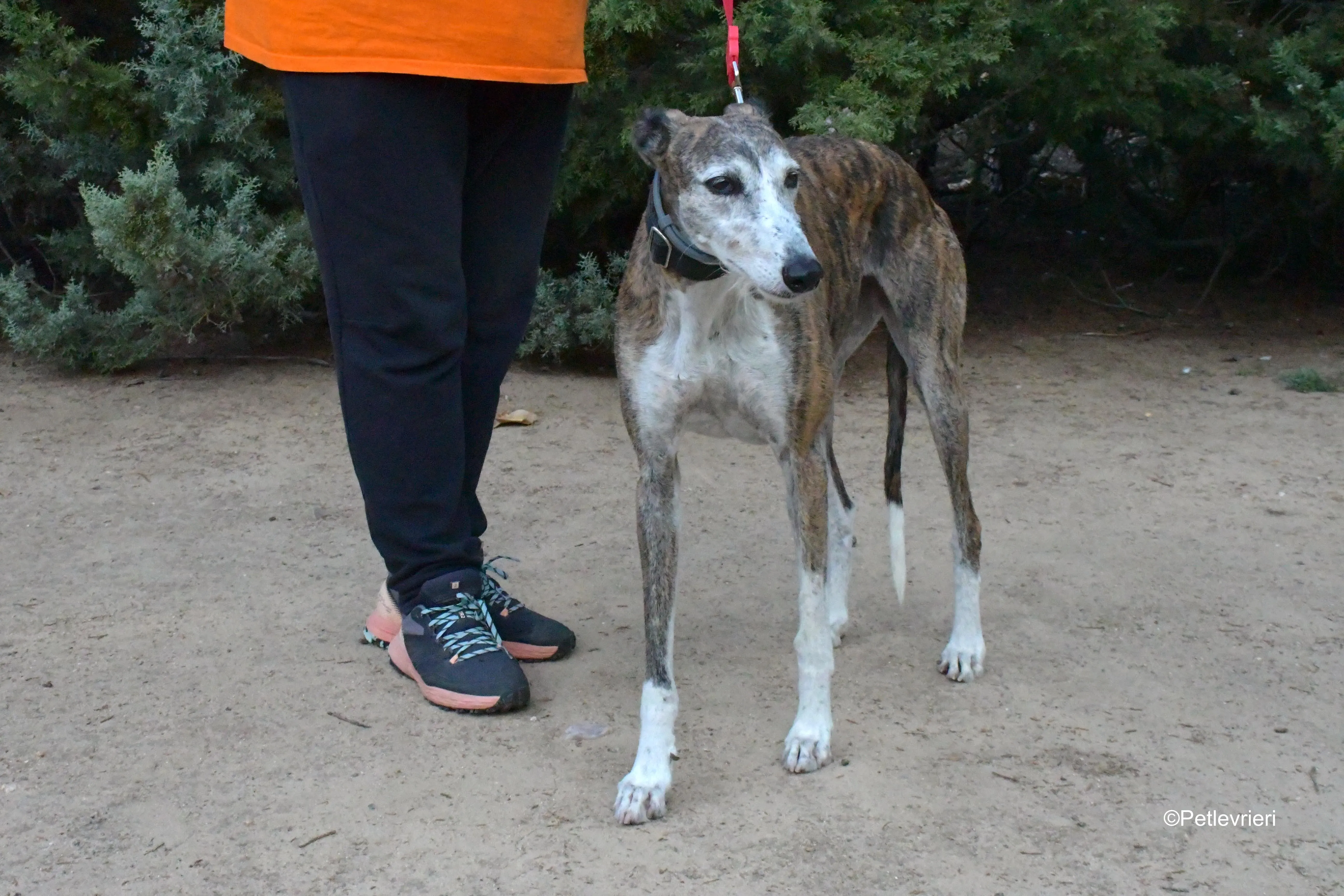 eidhen adozione levrieri galgo 11