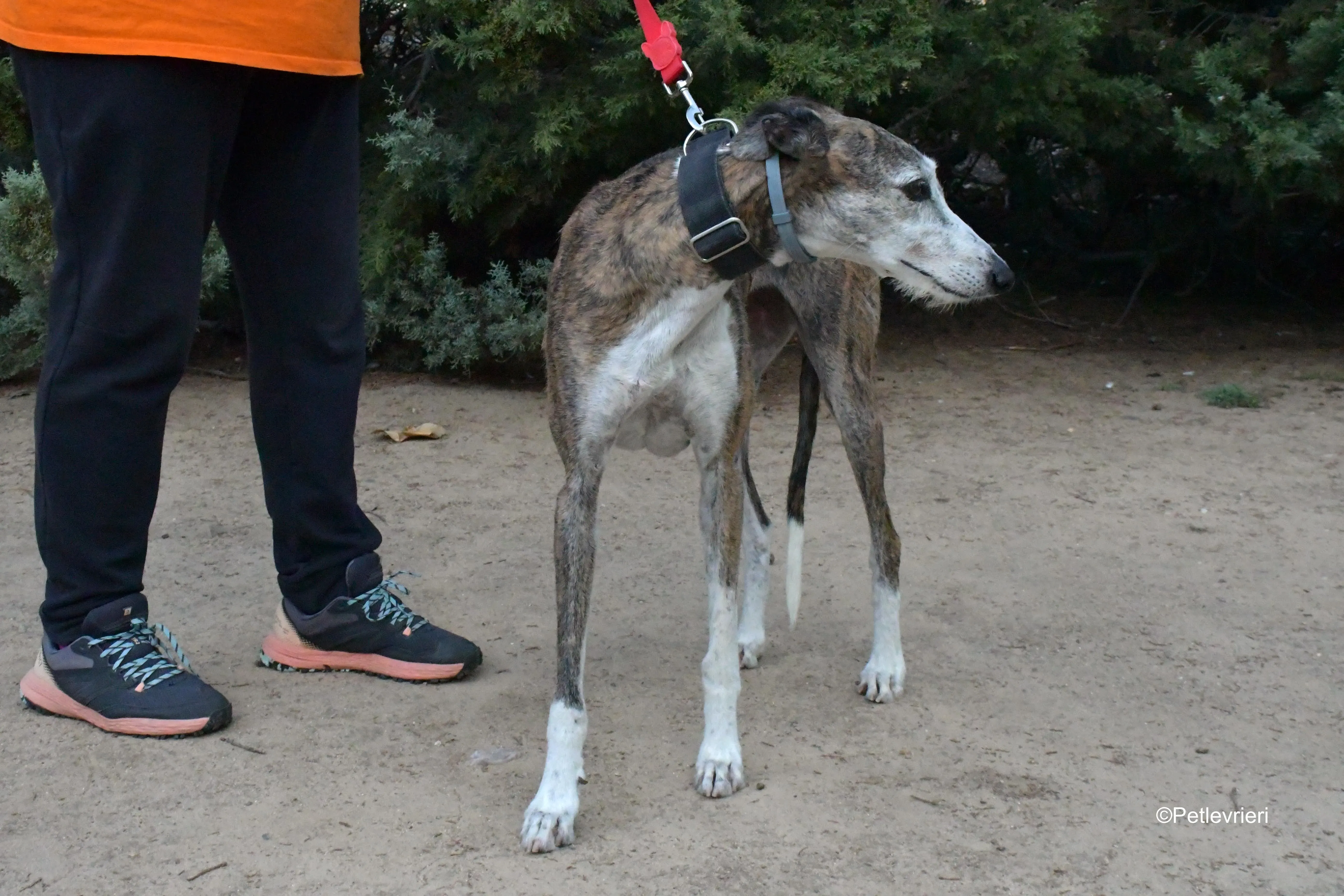 eidhen adozione levrieri galgo 12