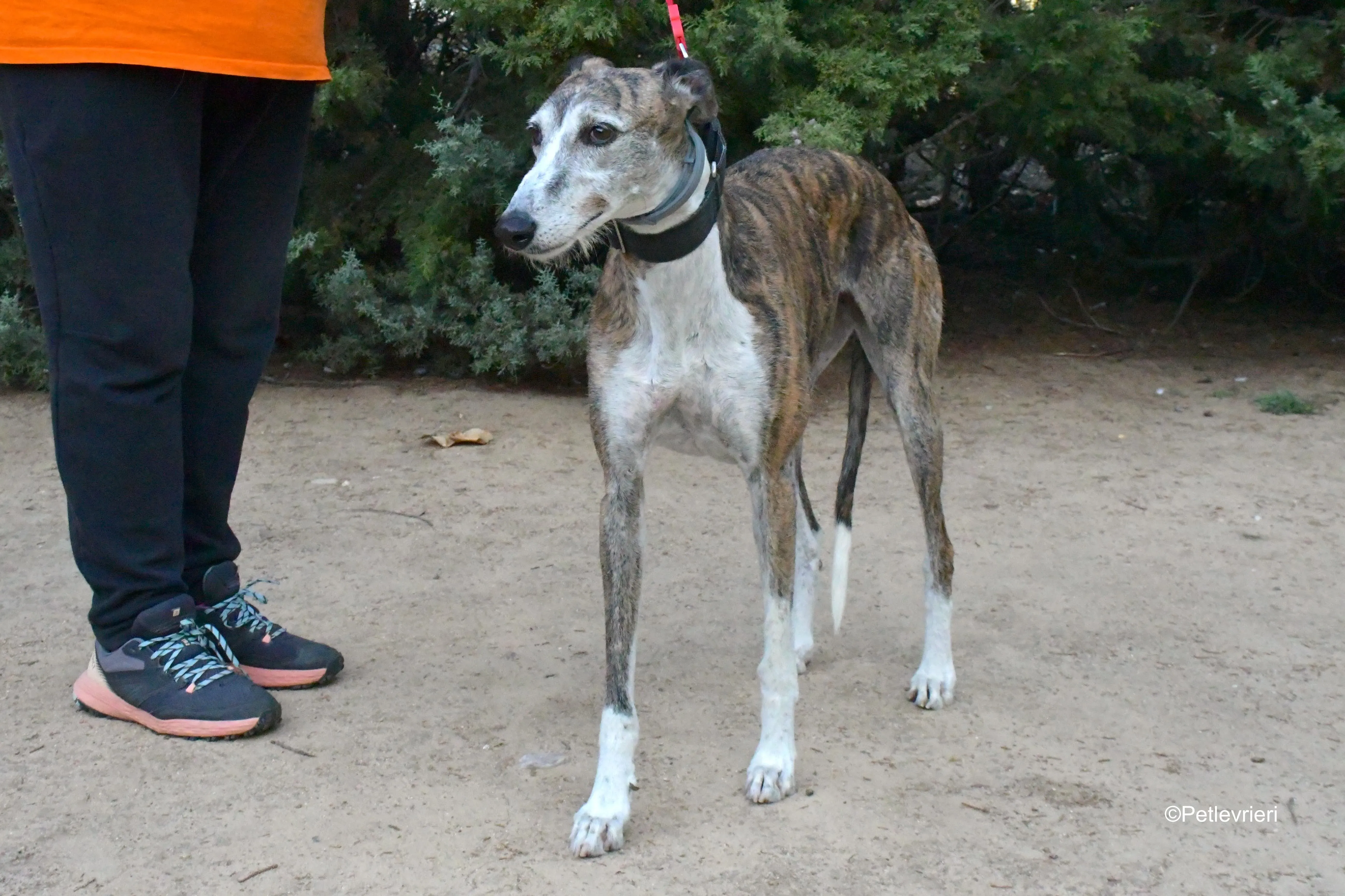 eidhen adozione levrieri galgo 13