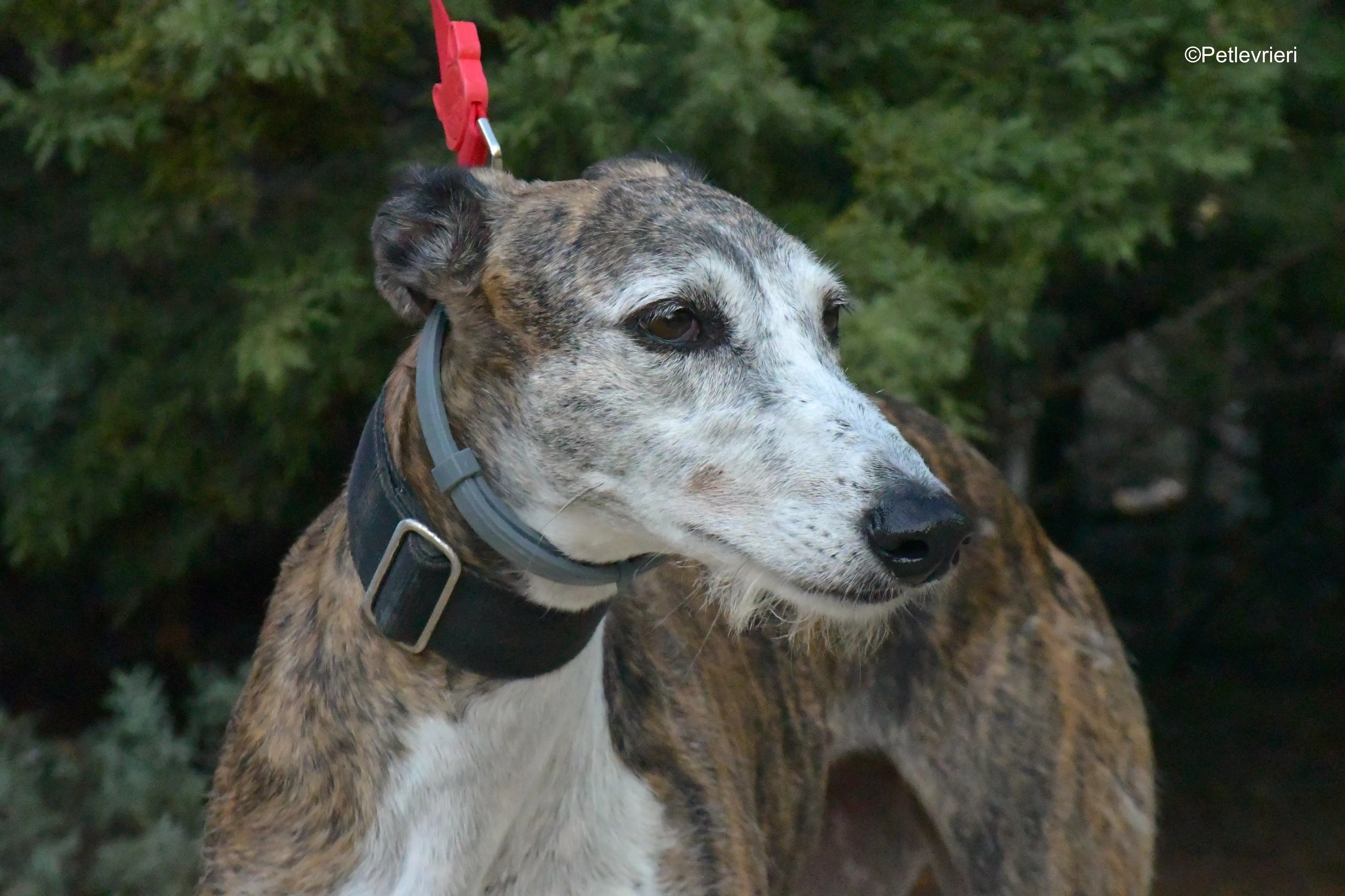 eidhen adozione levrieri galgo 14