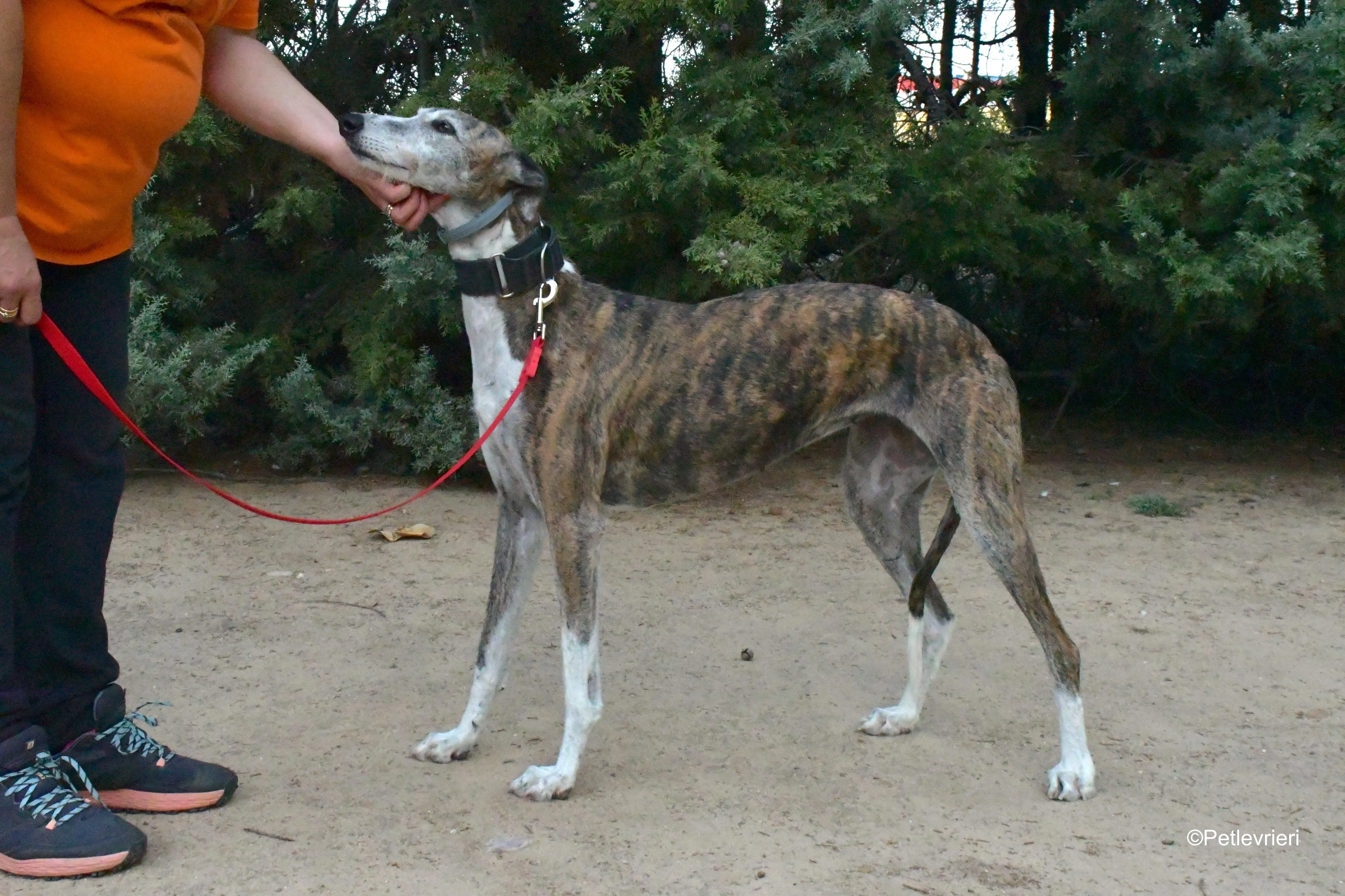 eidhen adozione levrieri galgo 15