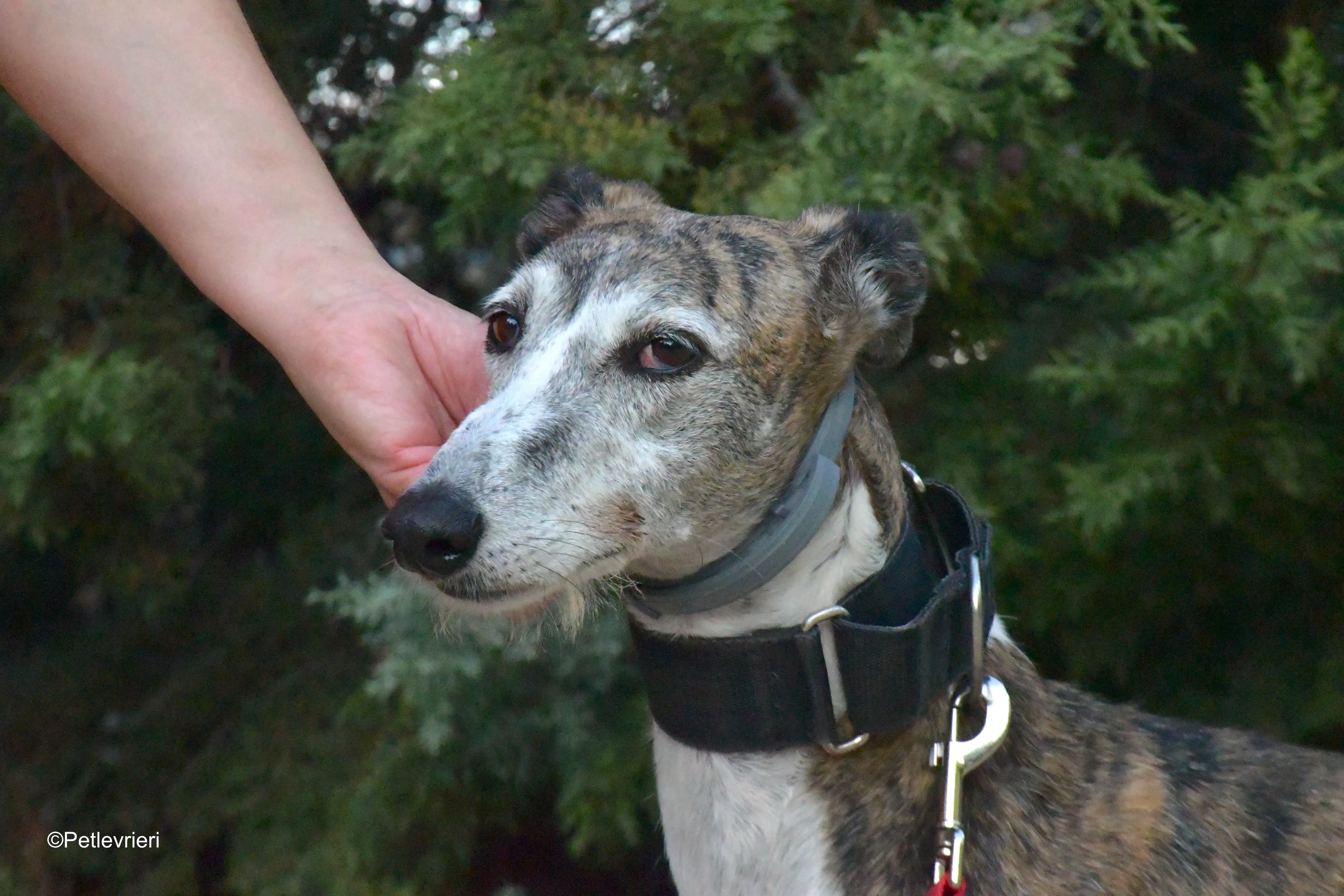 eidhen adozione levrieri galgo 16