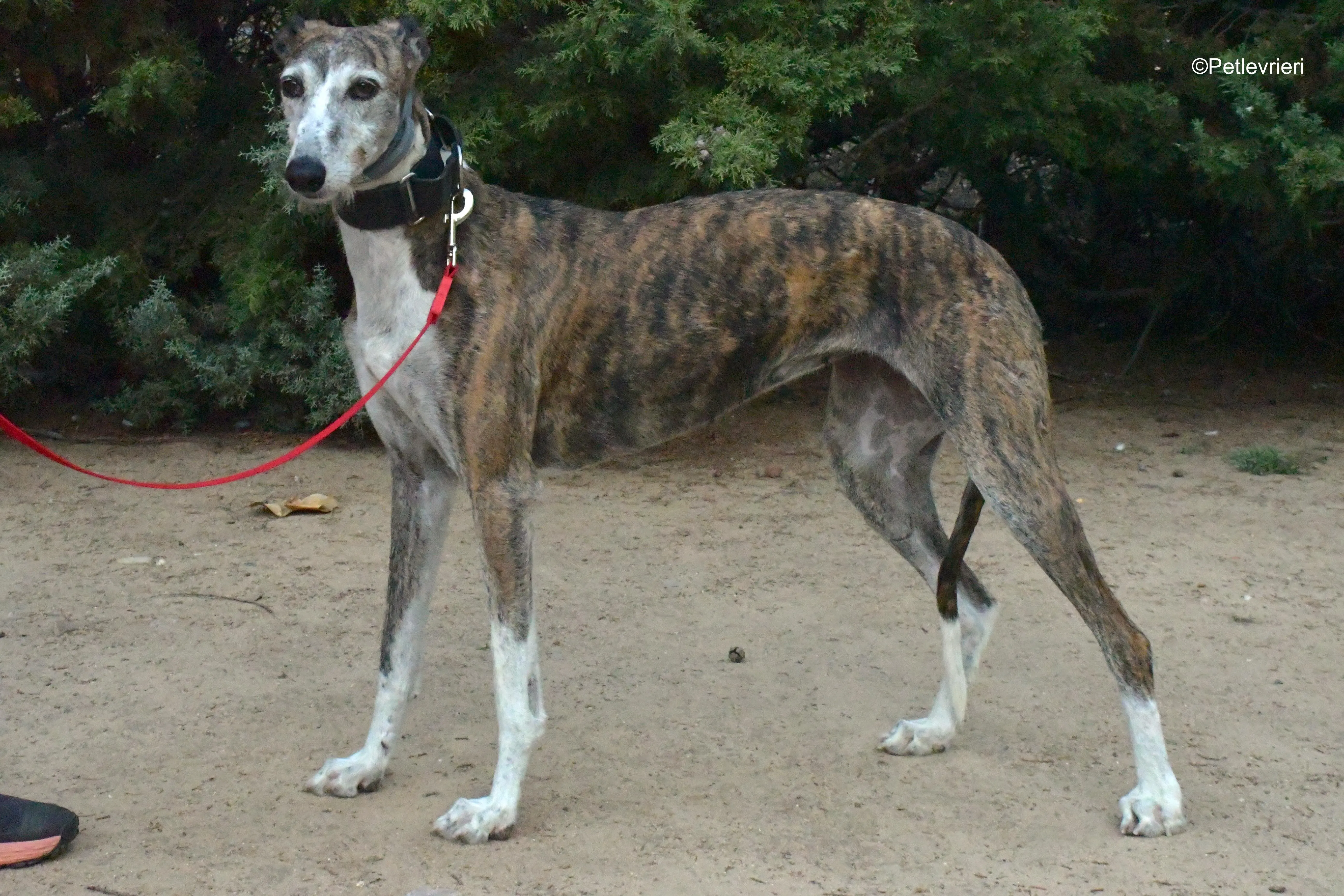 eidhen adozione levrieri galgo 17