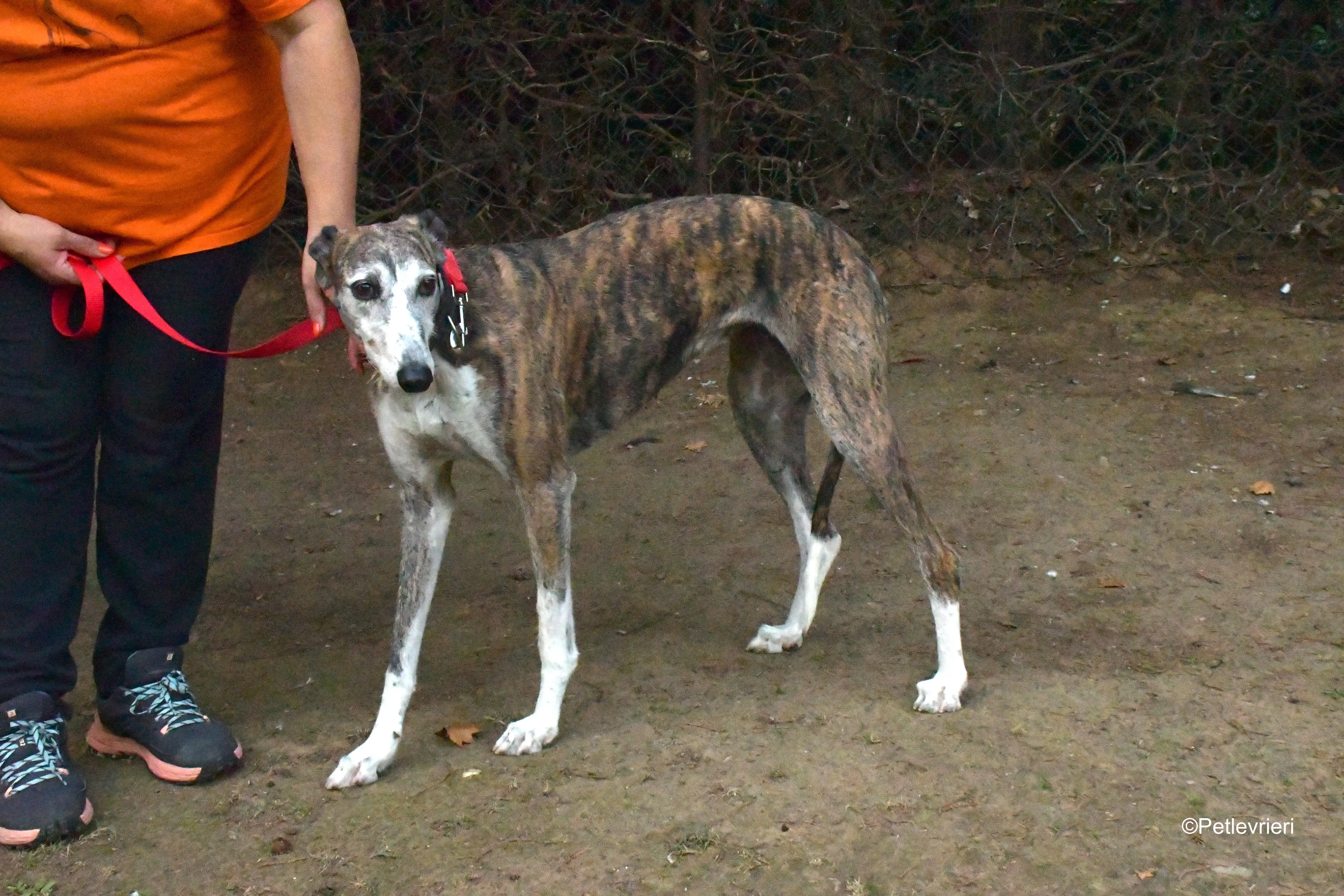 eidhen adozione levrieri galgo 2