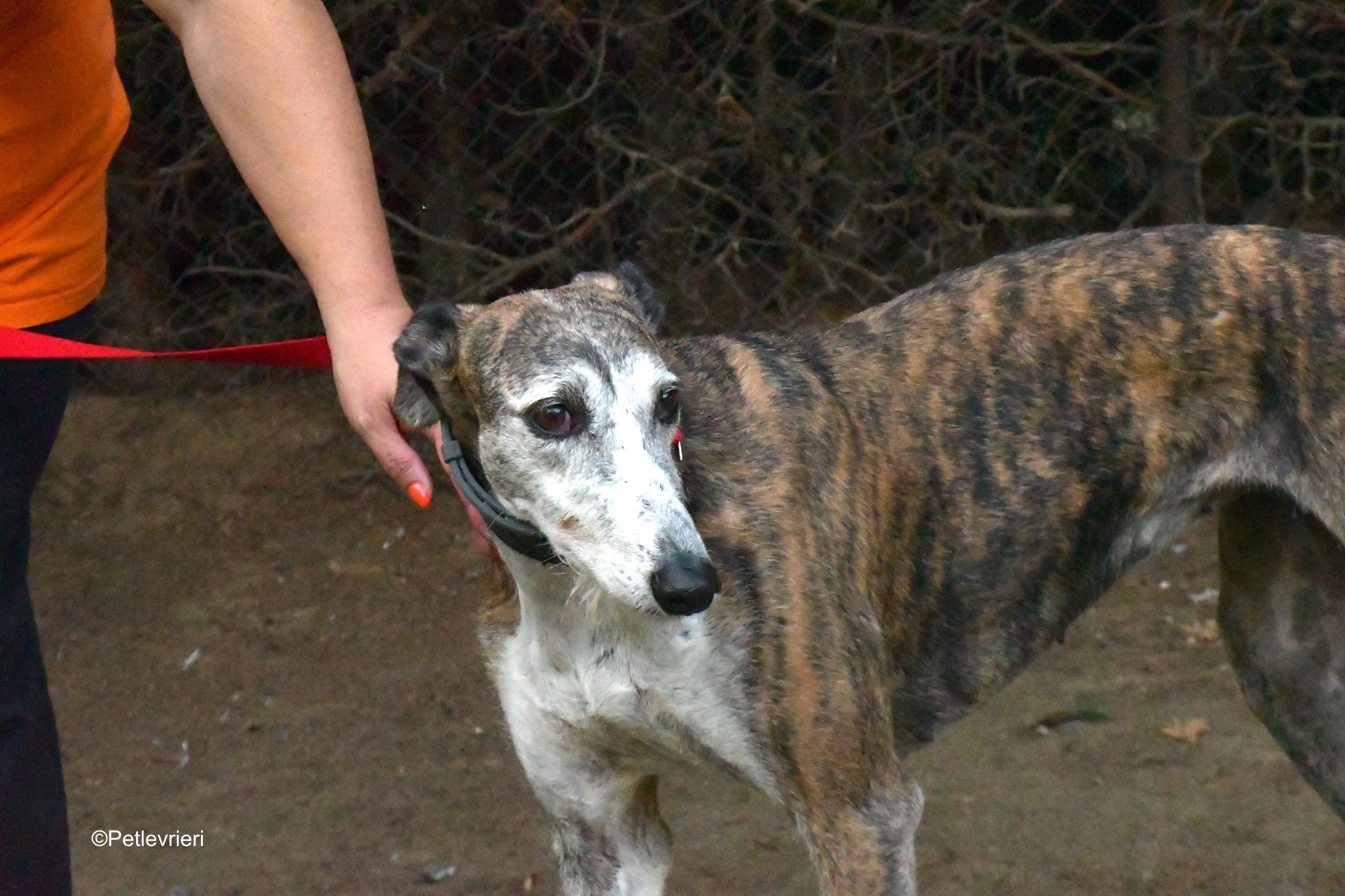 eidhen adozione levrieri galgo 3