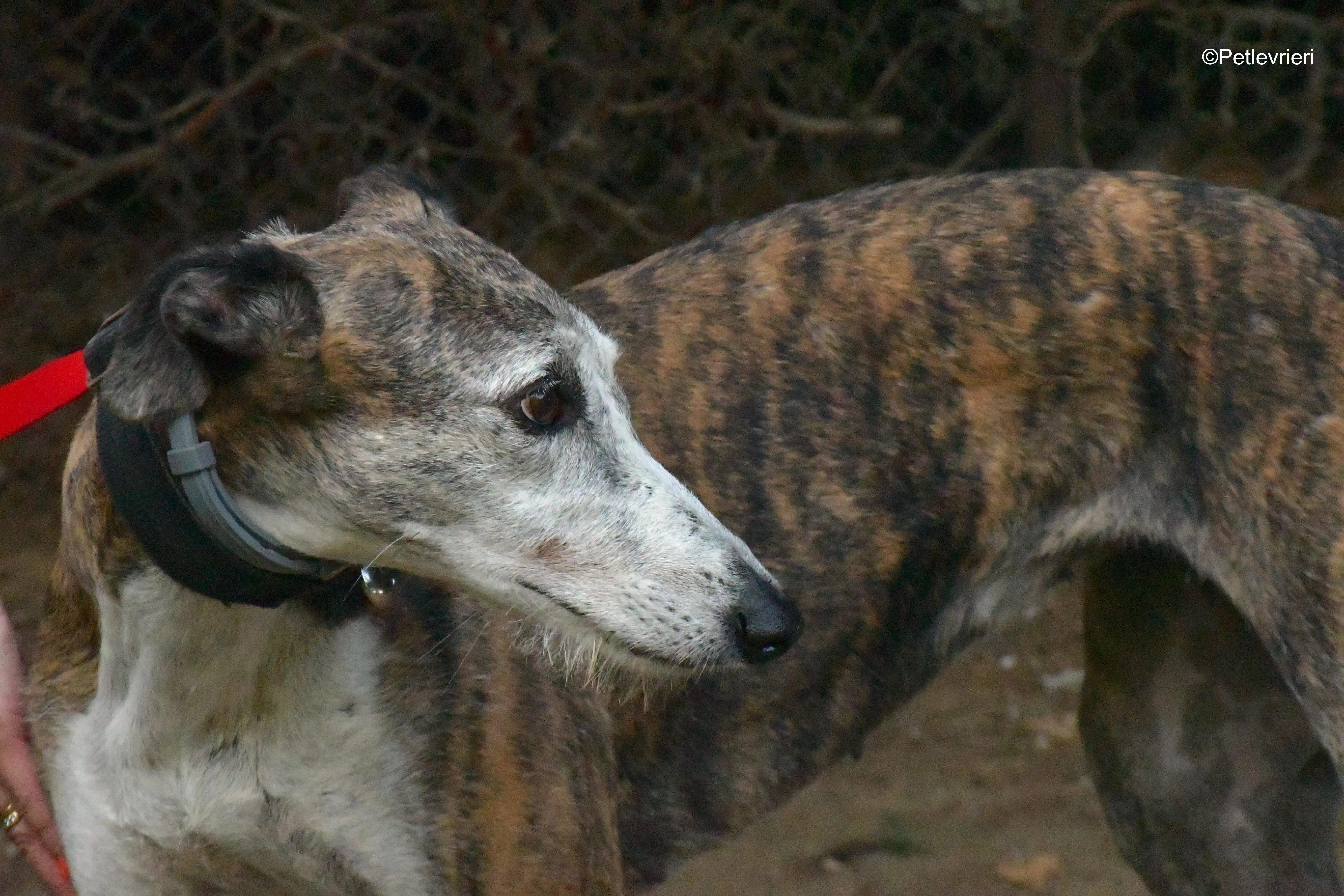 eidhen adozione levrieri galgo 4