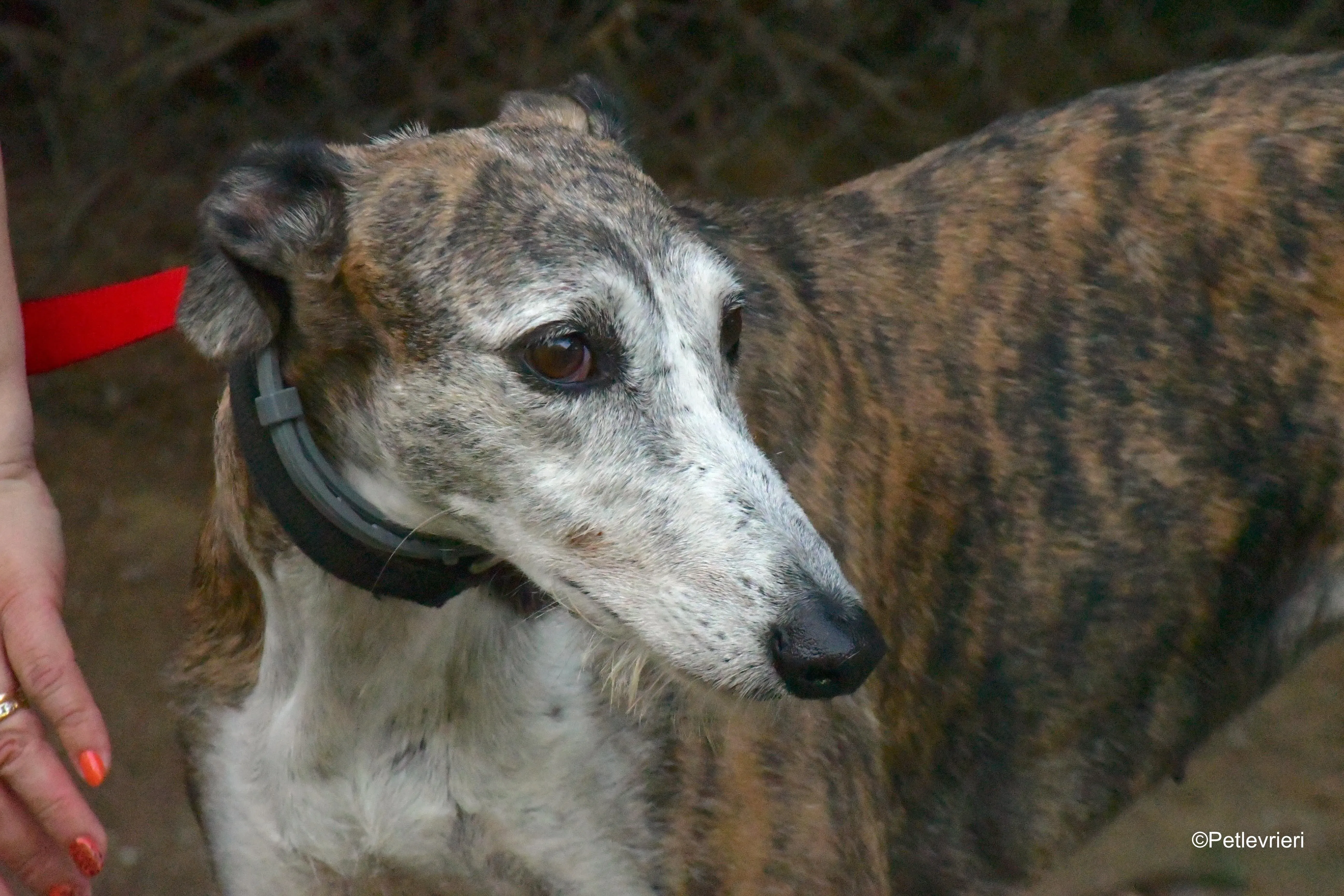 eidhen adozione levrieri galgo 5