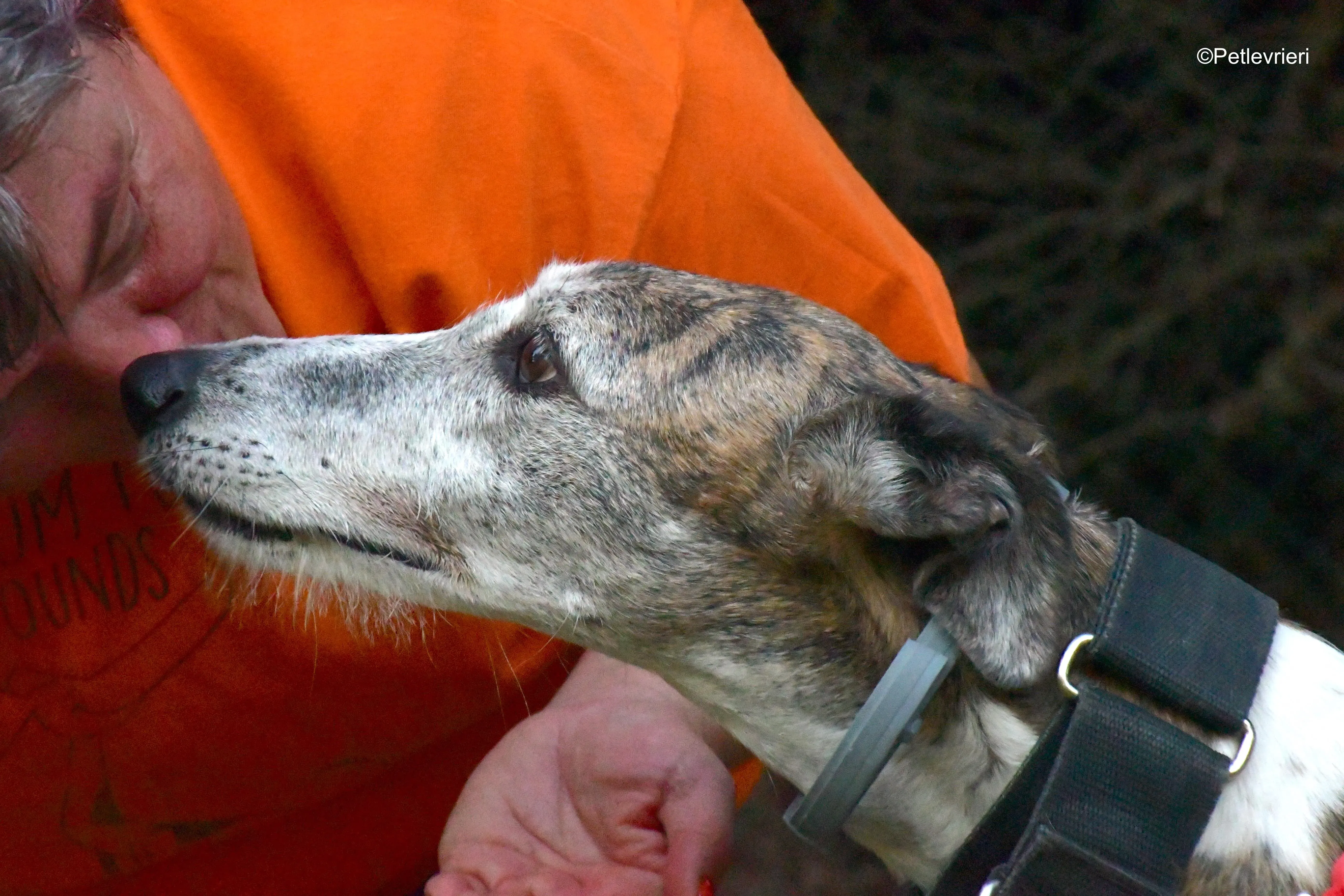 eidhen adozione levrieri galgo 6