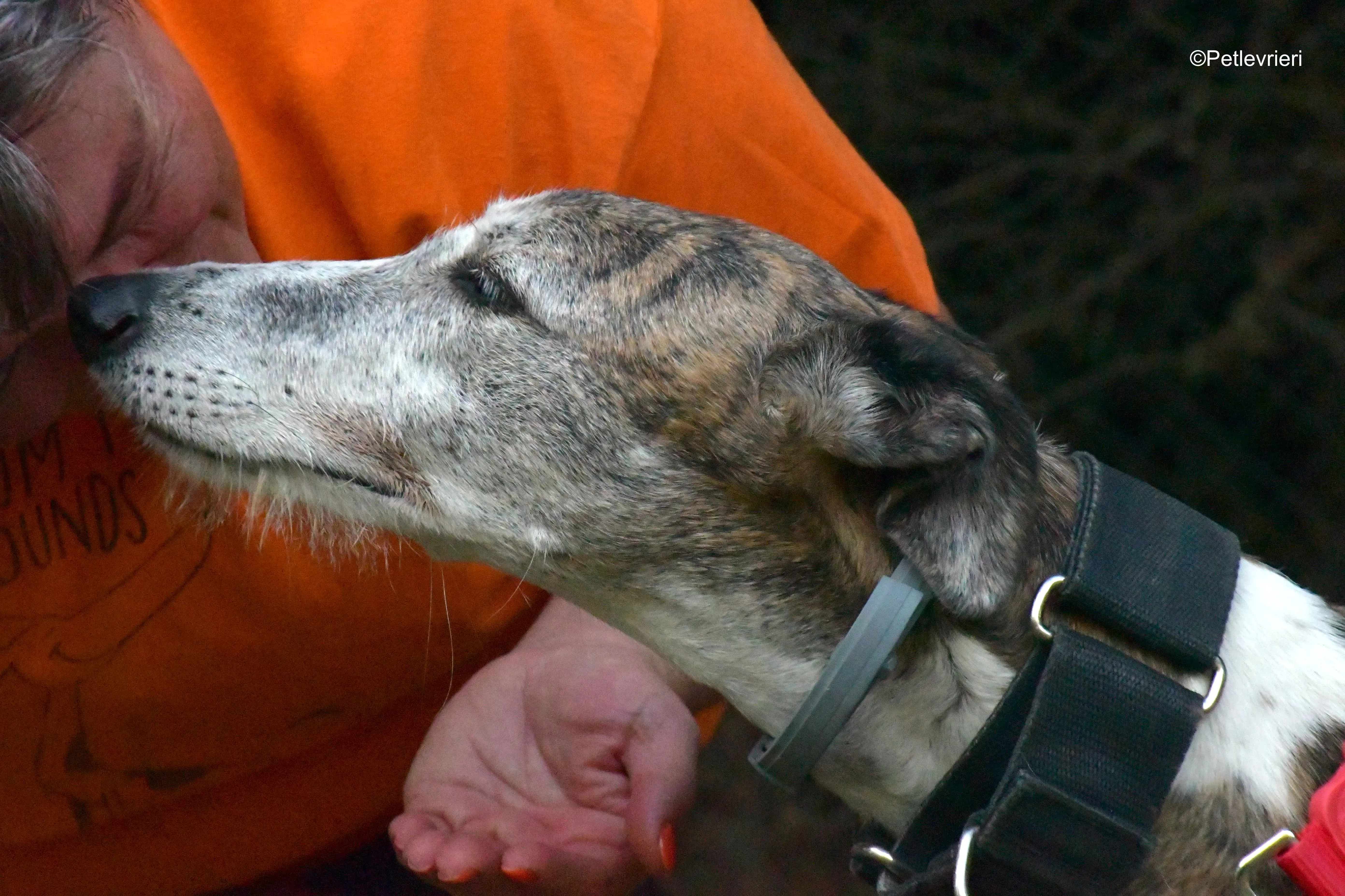 eidhen adozione levrieri galgo 7