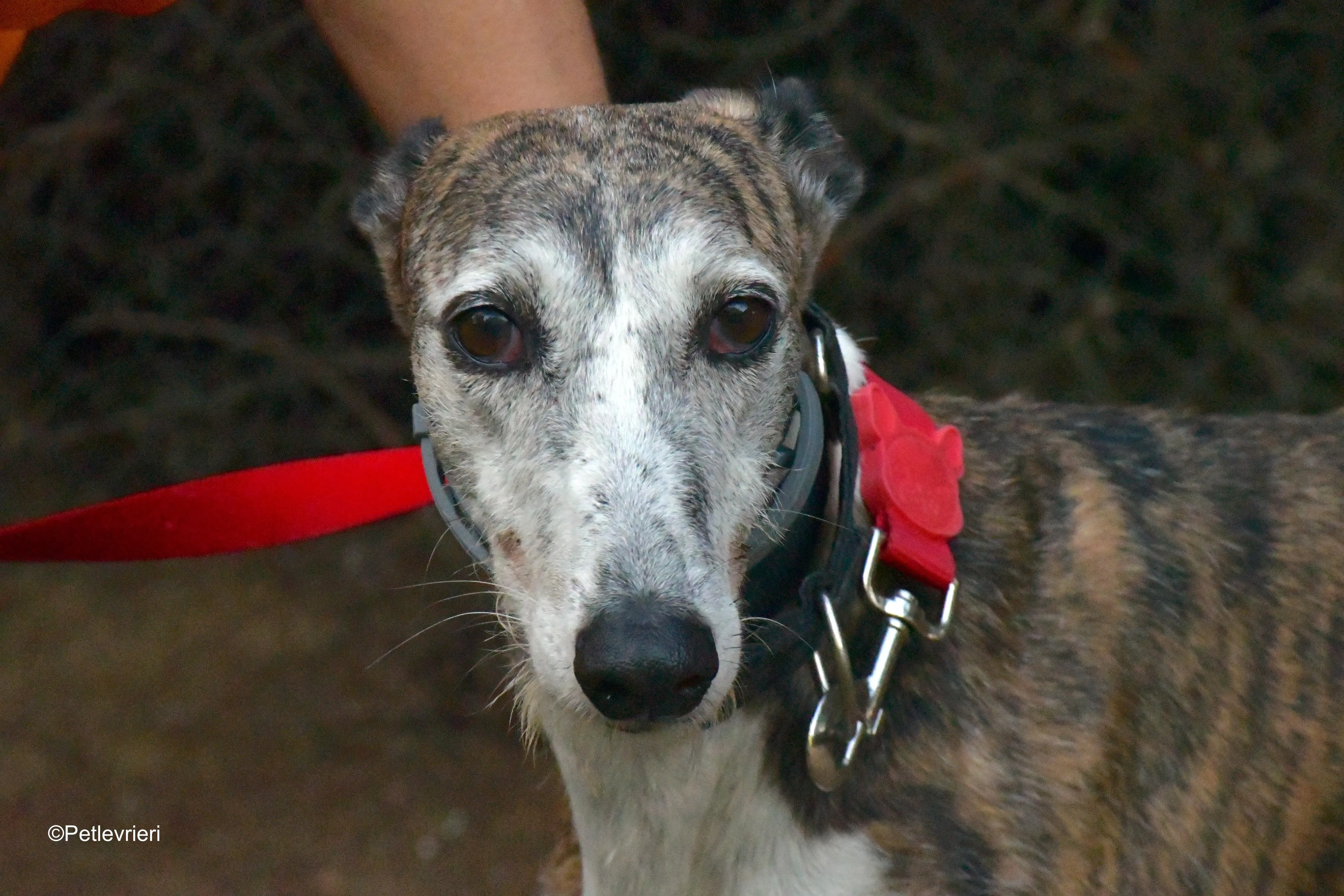 eidhen adozione levrieri galgo 8