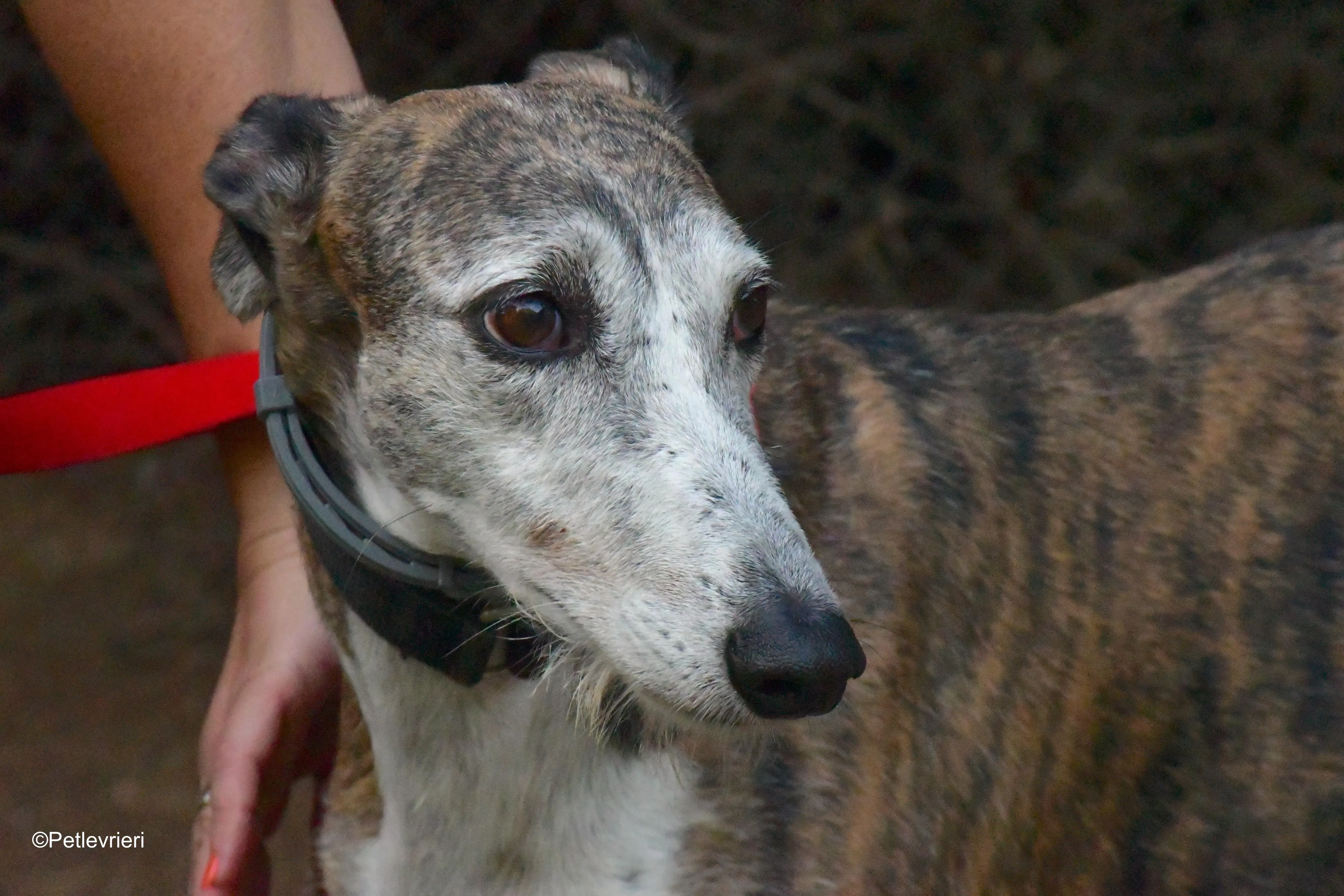 eidhen adozione levrieri galgo 9