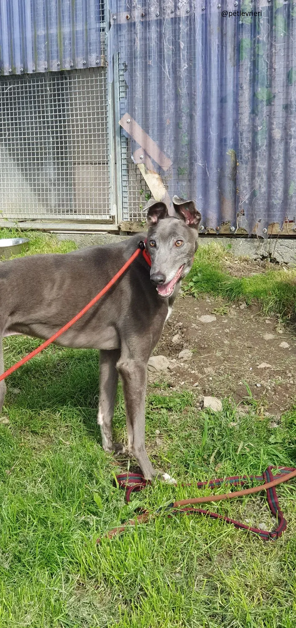 eiffel adozione greyhound 1